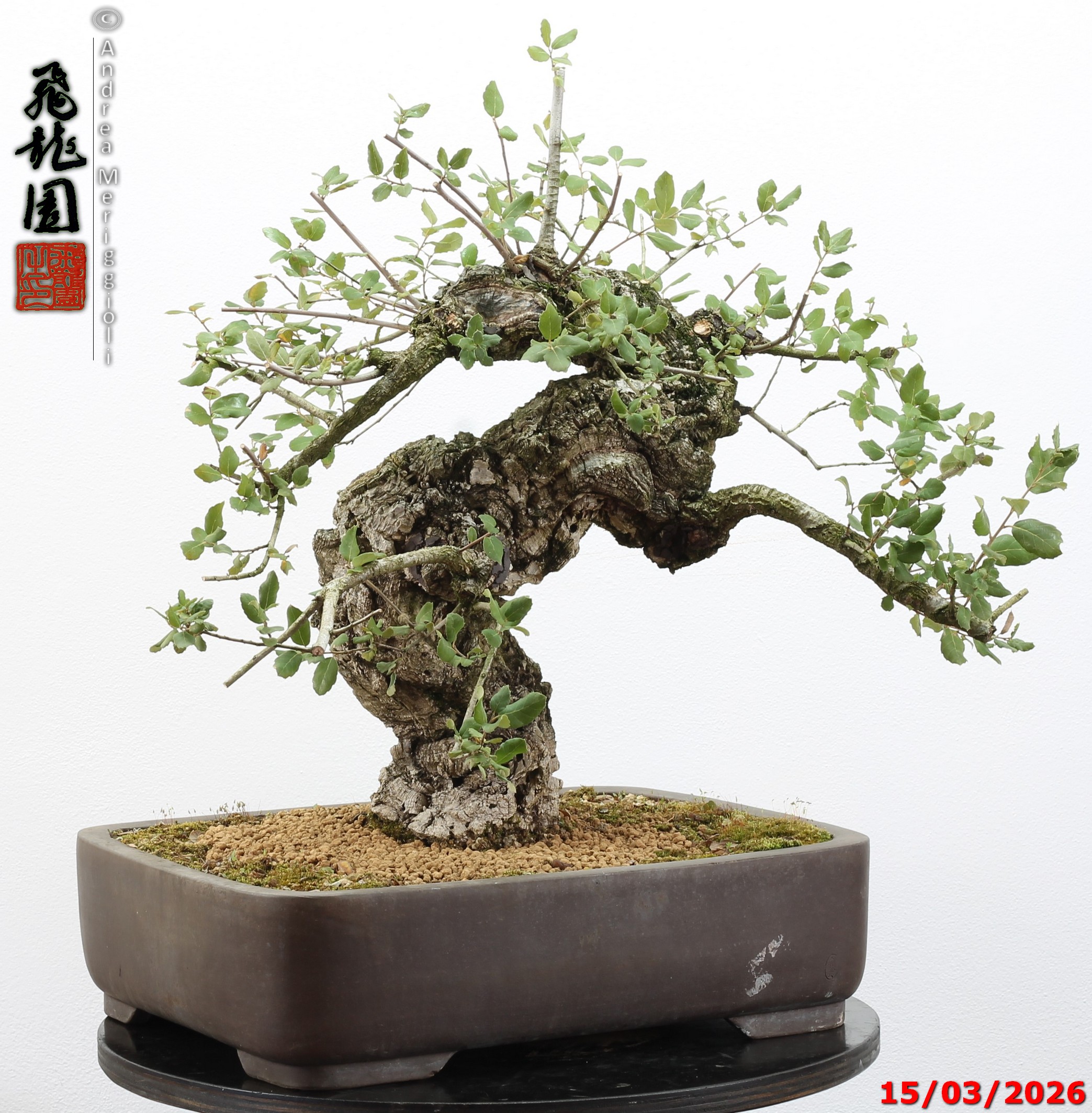 Quercus suber - Image 6