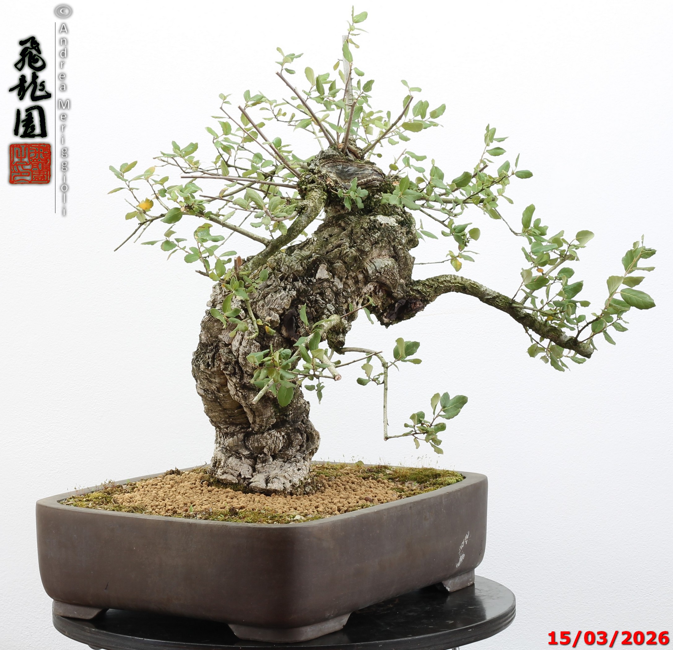 Quercus suber - Image 5