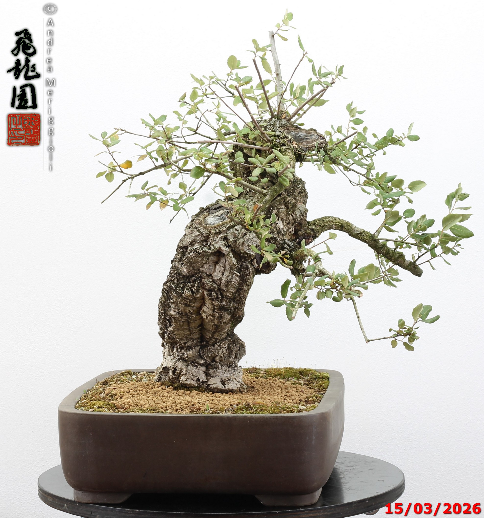 Quercus suber - Image 4