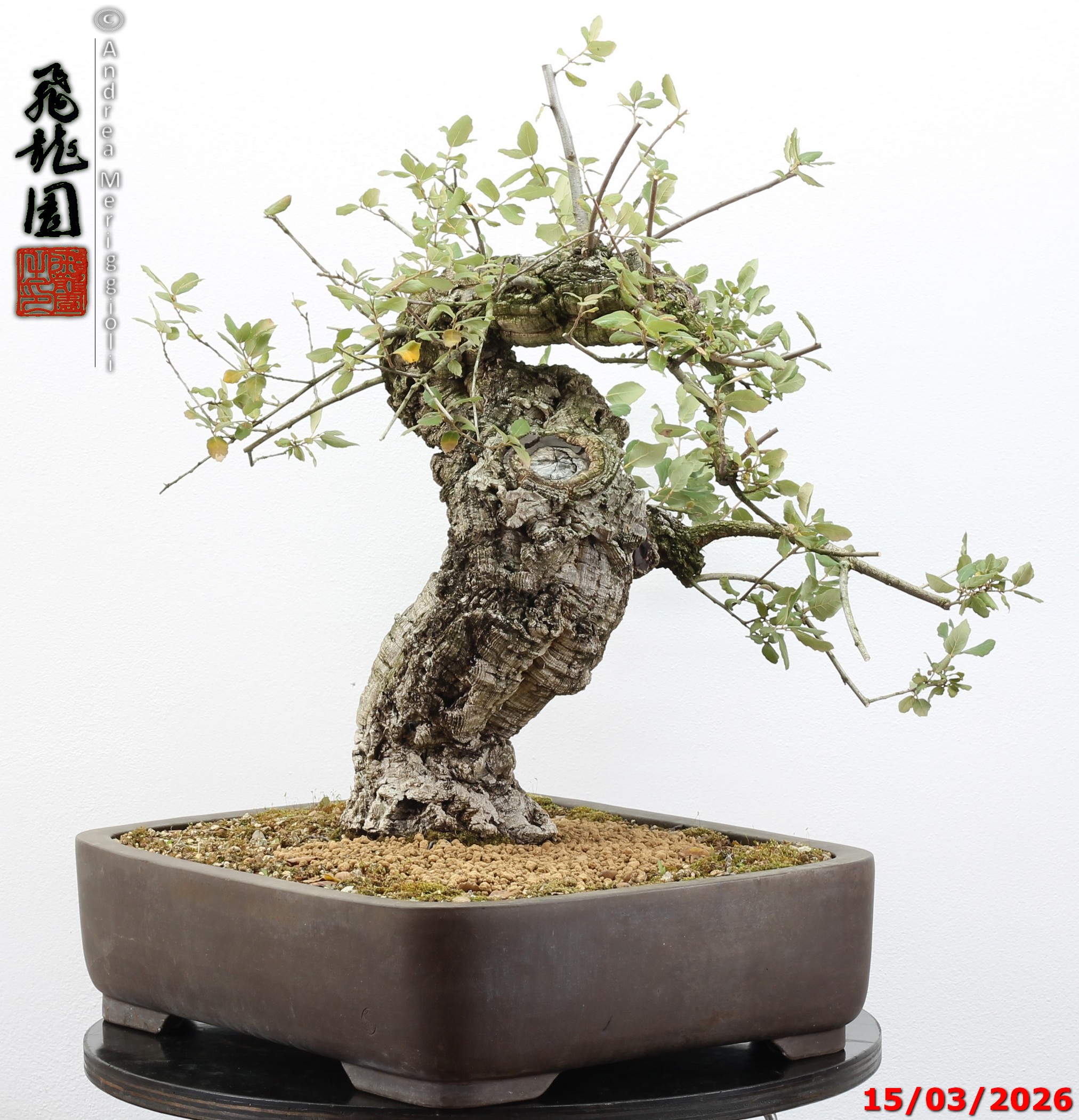 Quercus suber - Image 3