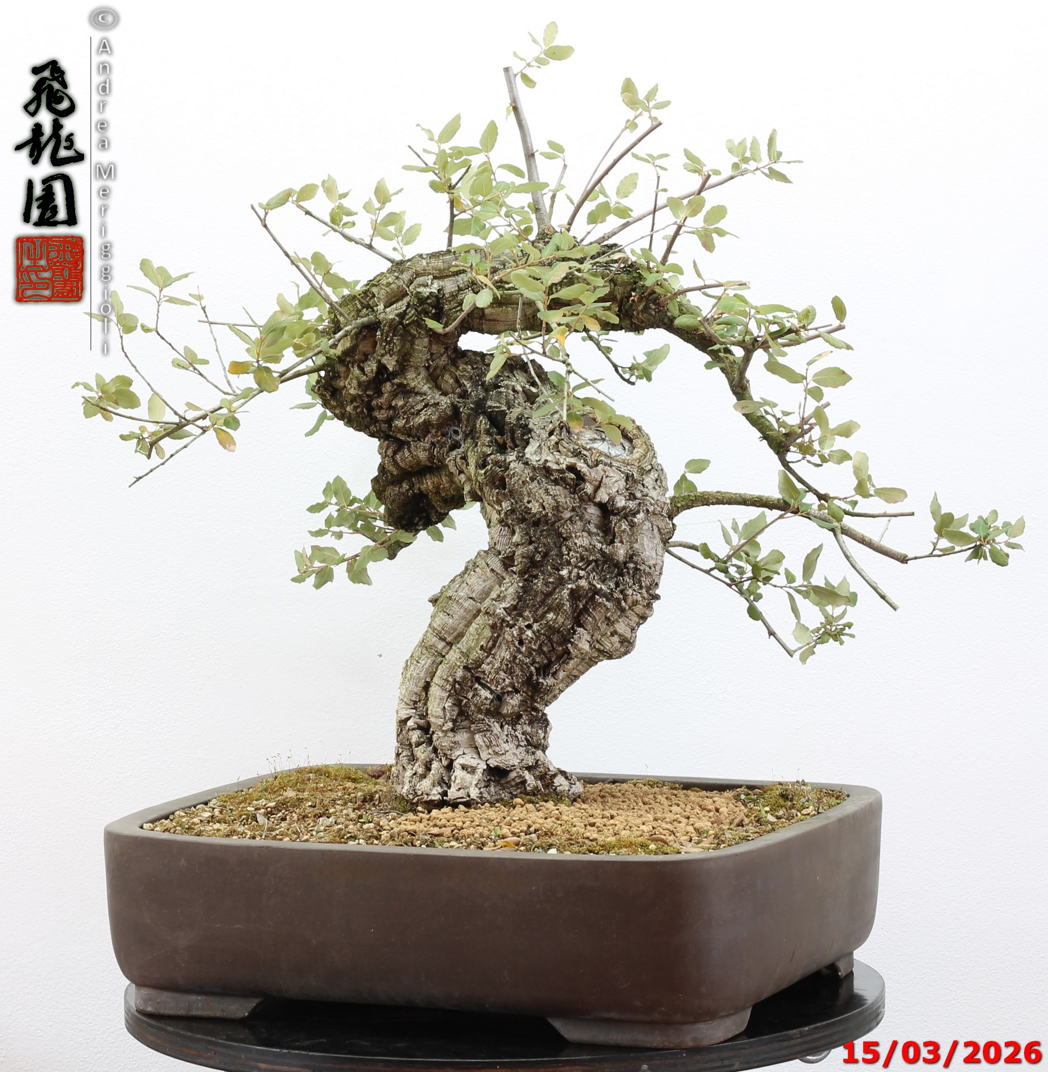 Quercus suber - Image 2