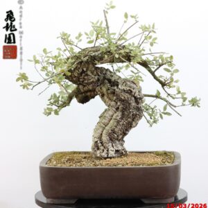 Quercus suber