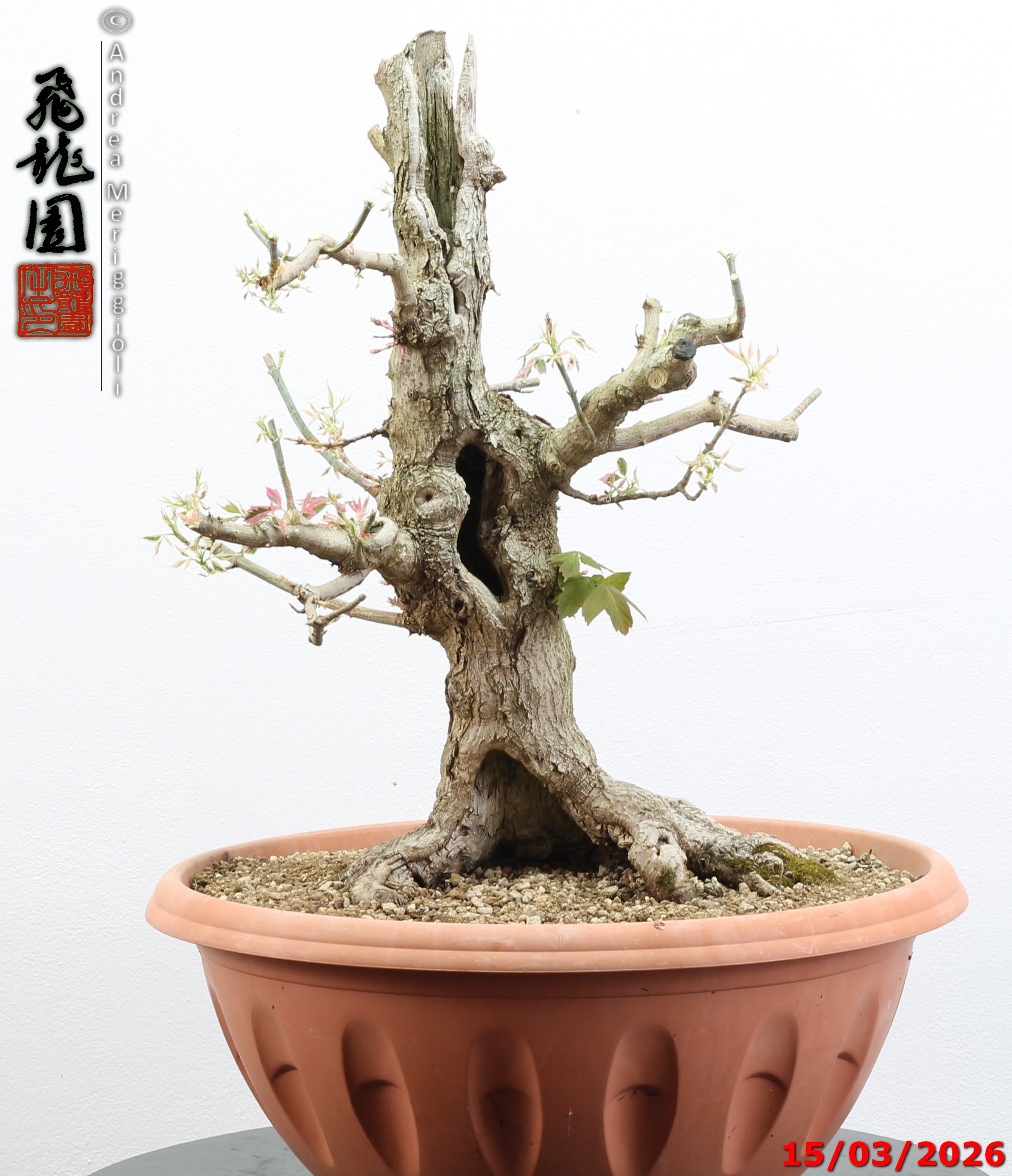 Acer negundo "variegato" - immagine 11