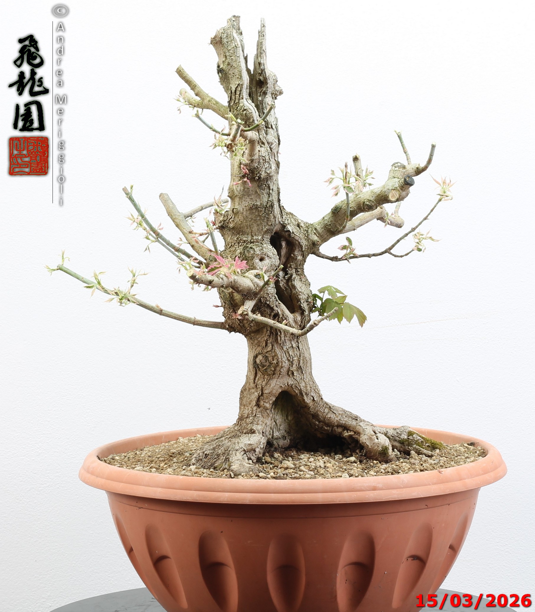 Acer negundo "variegato" - immagine 10