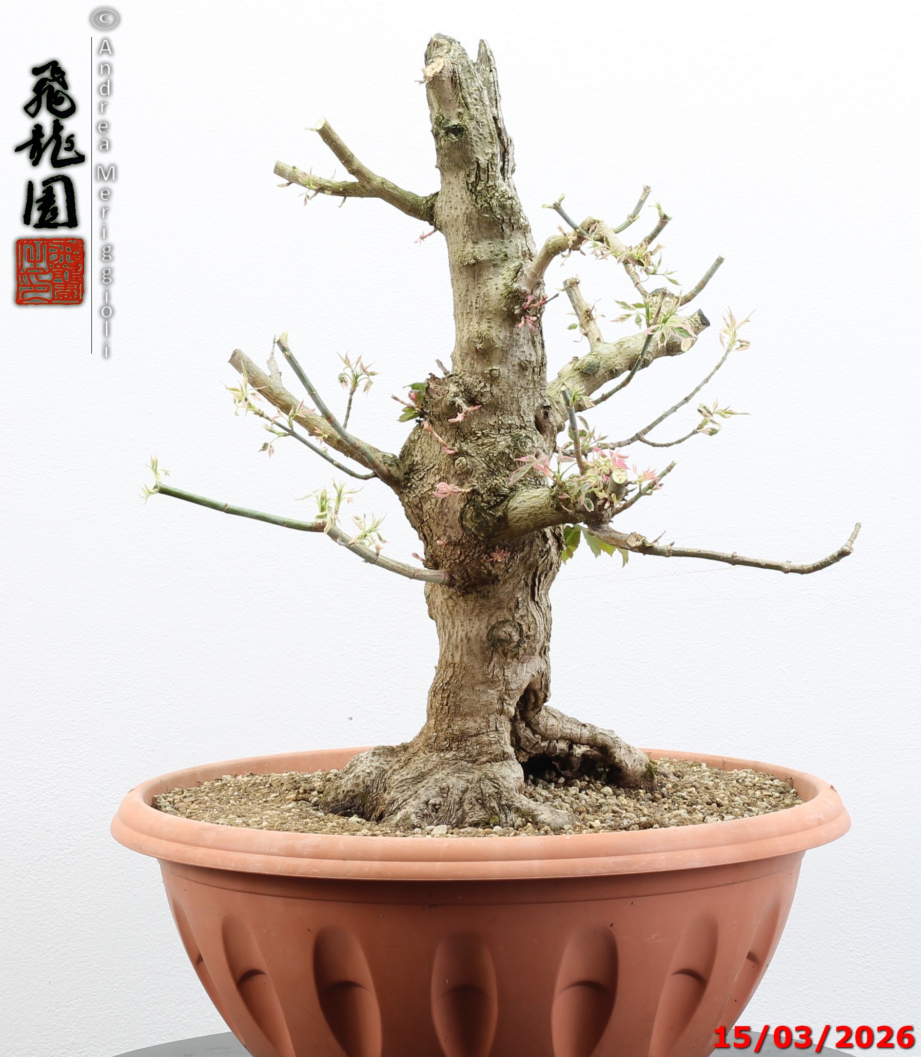 Acer negundo "variegato" - immagine 9