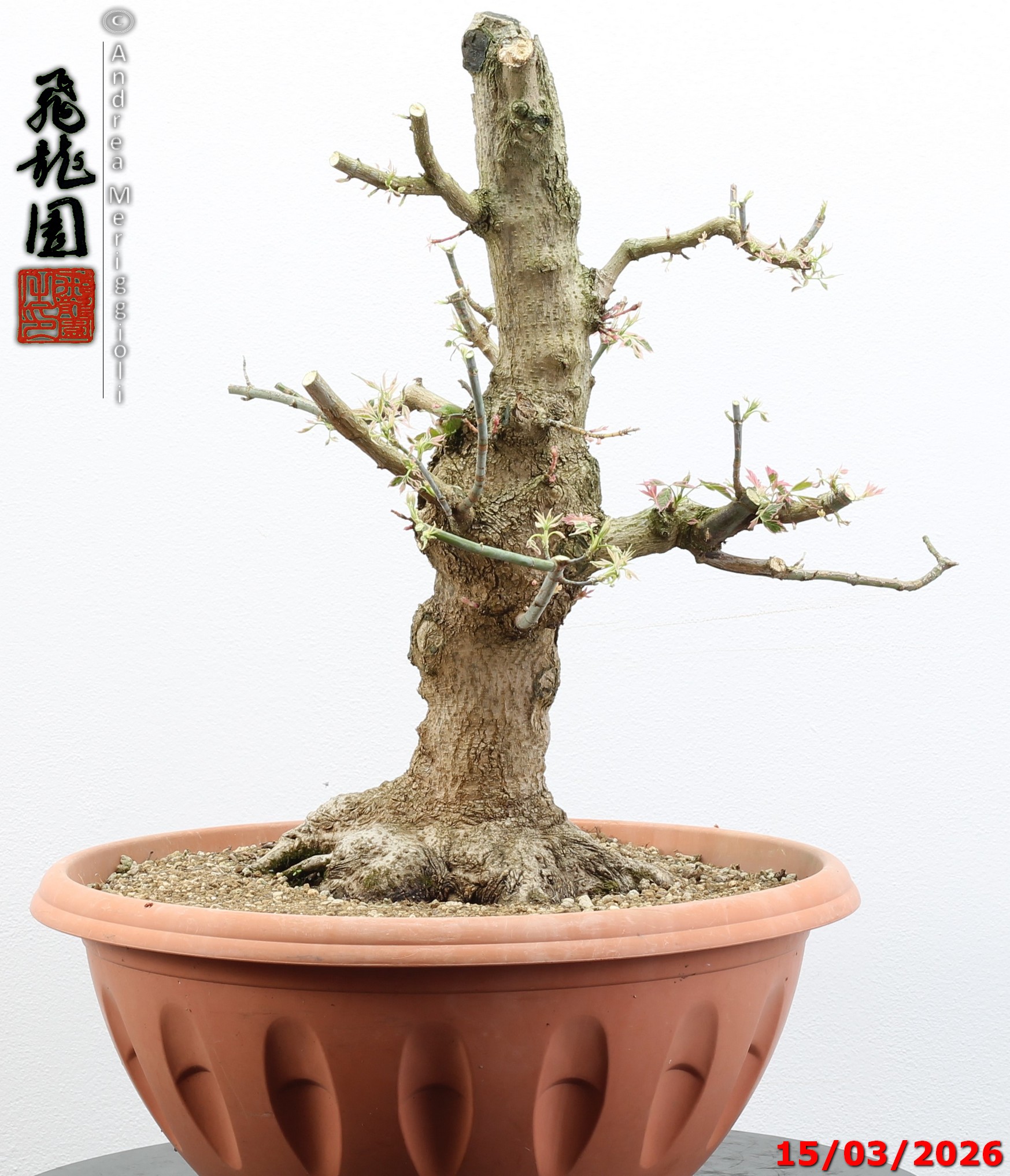 Acer negundo "variegato" - immagine 8