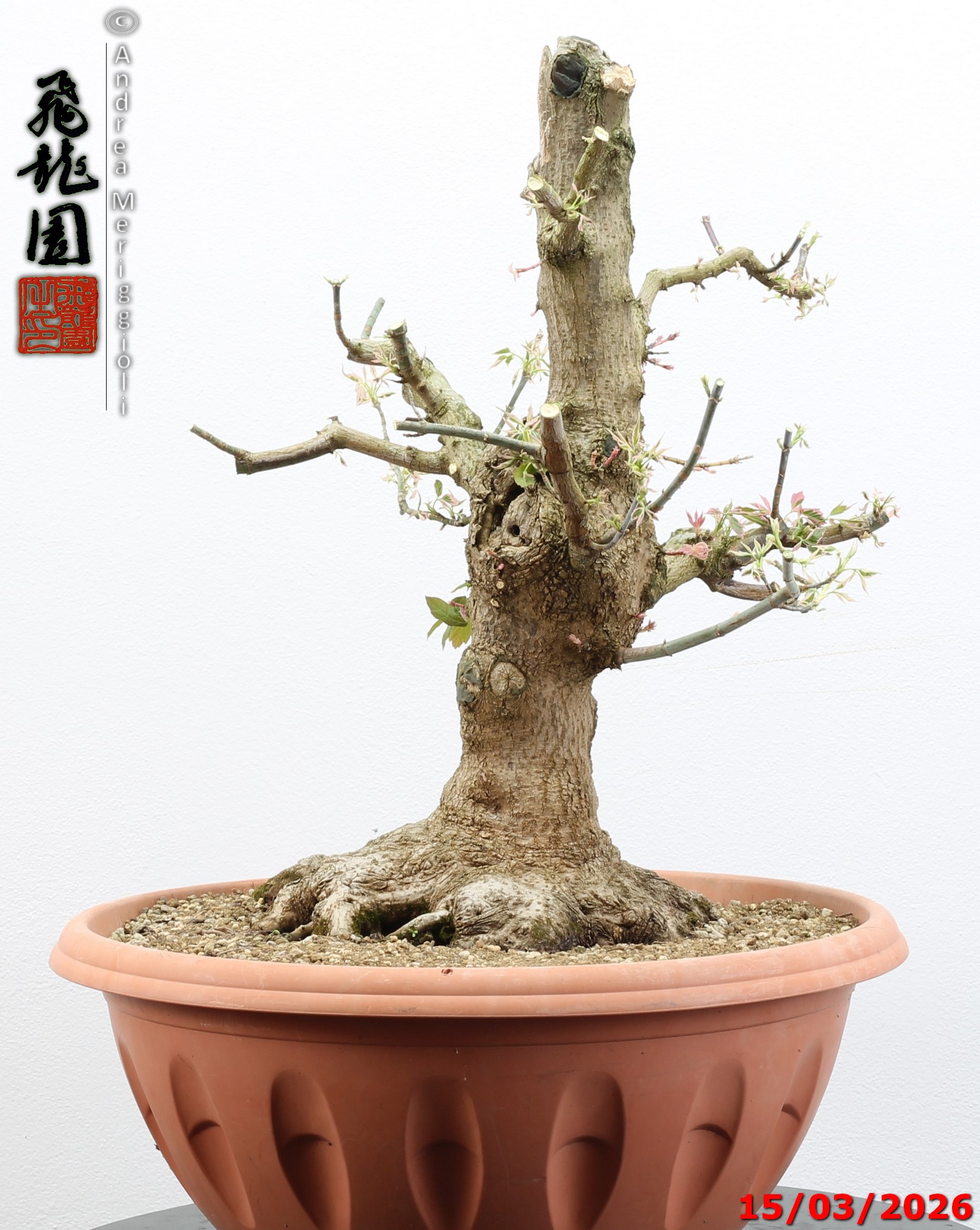 Acer negundo "variegato" - immagine 7