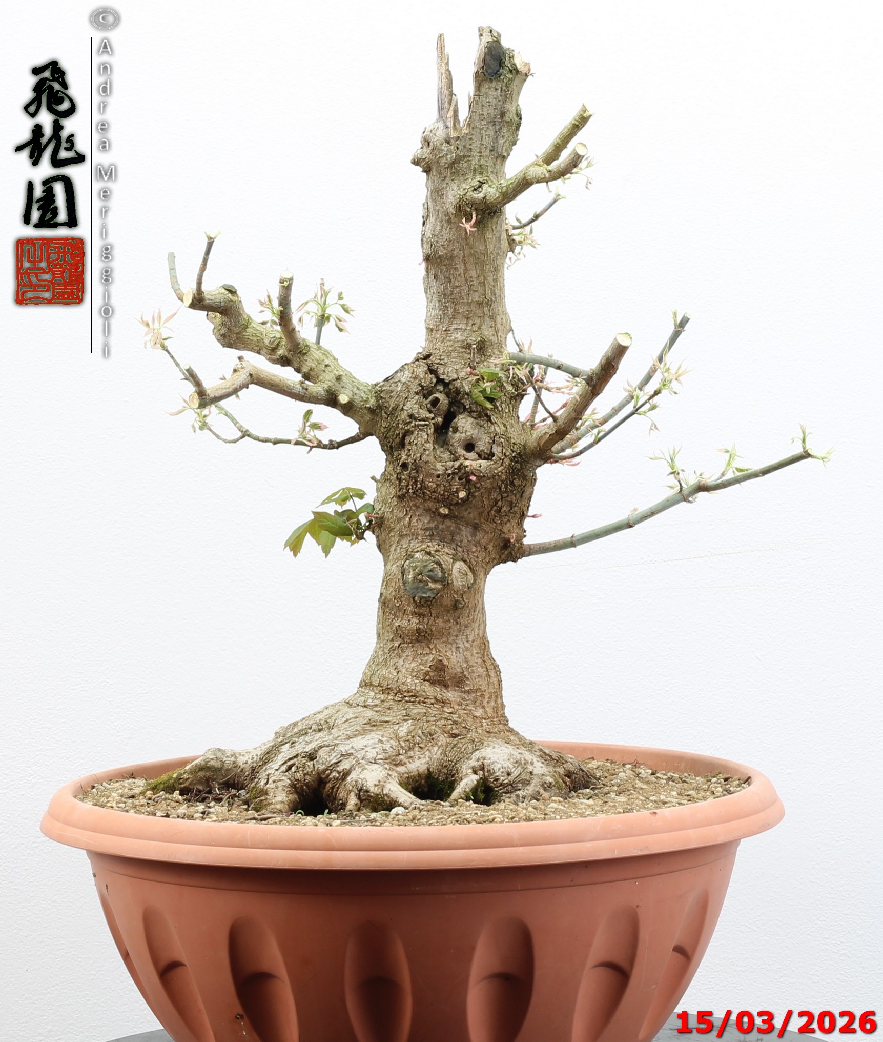 Acer negundo "variegato" - immagine 6
