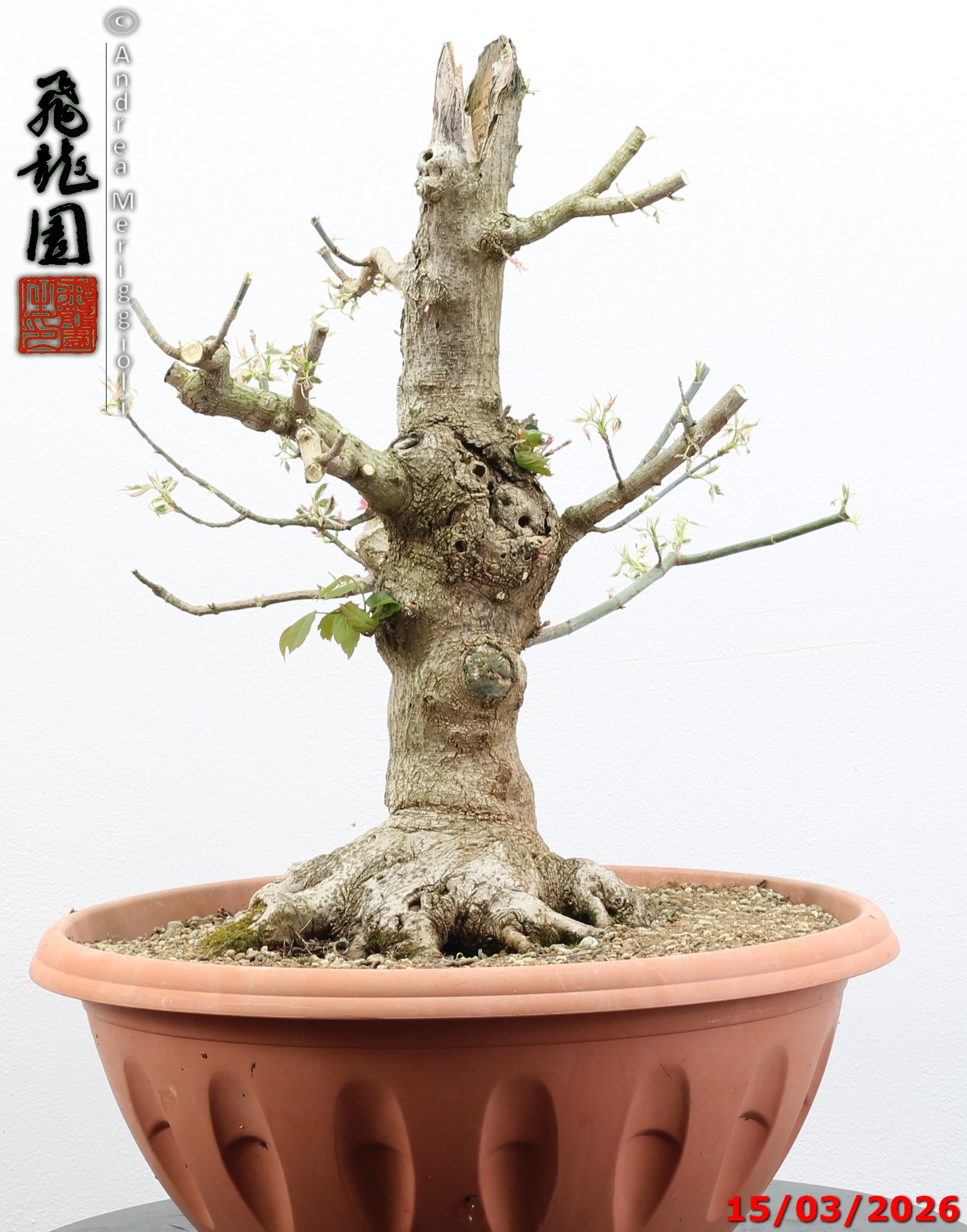 Acer negundo "variegato" - immagine 5