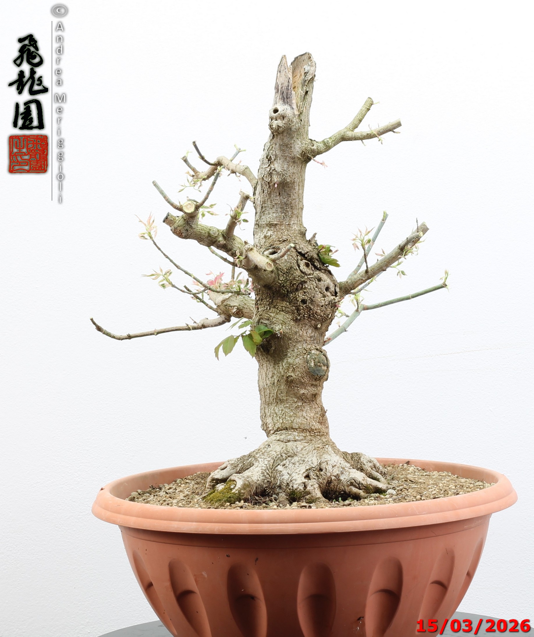 Acer negundo "variegato" - immagine 4