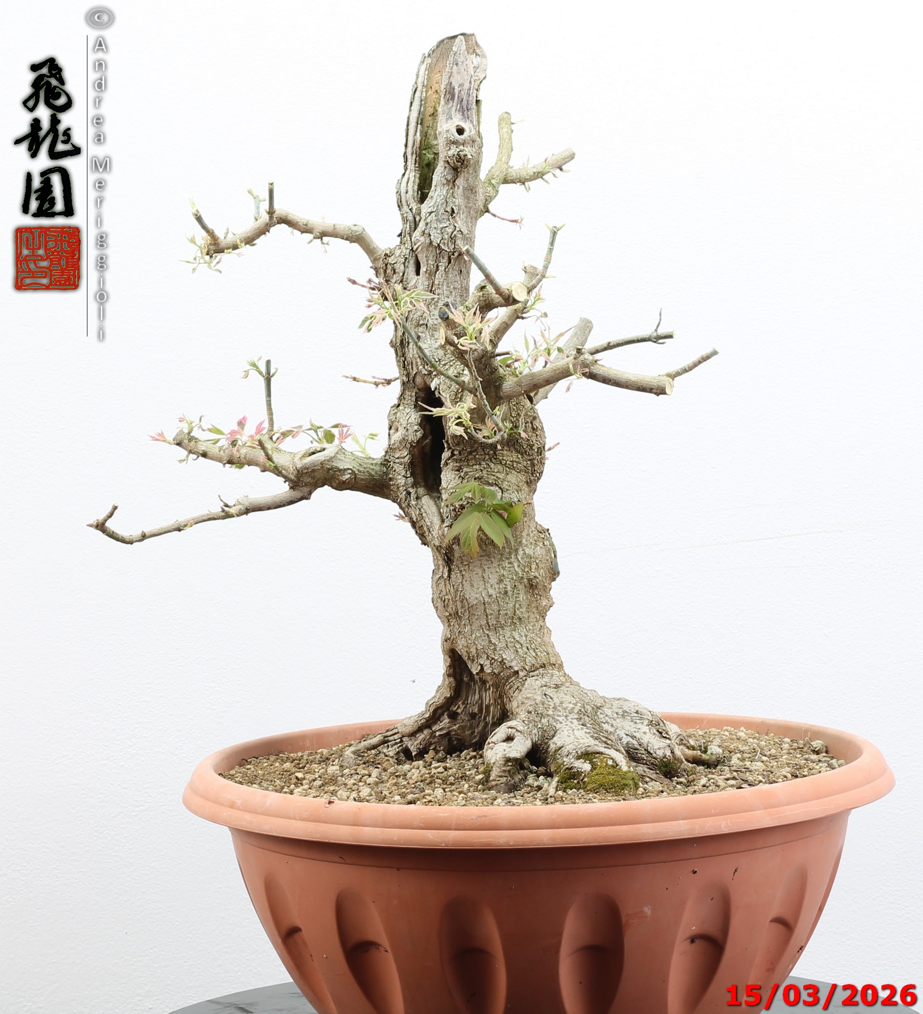 Acer negundo "variegato" - immagine 3