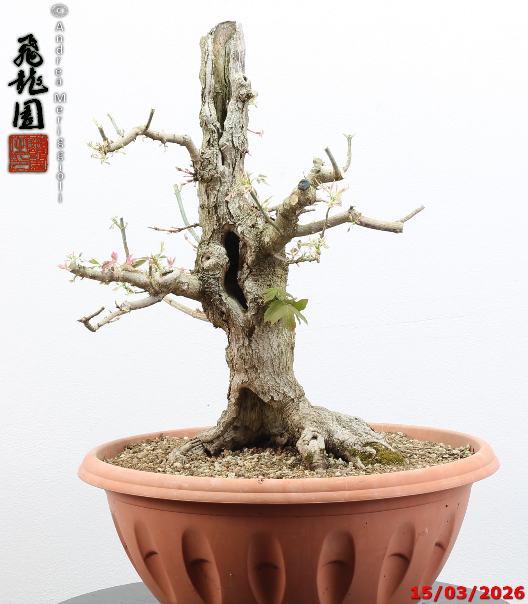 Acer negundo "variegato" - immagine 2