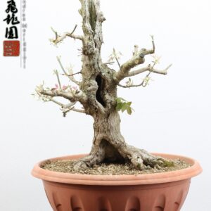 Acer negundo "variegato"