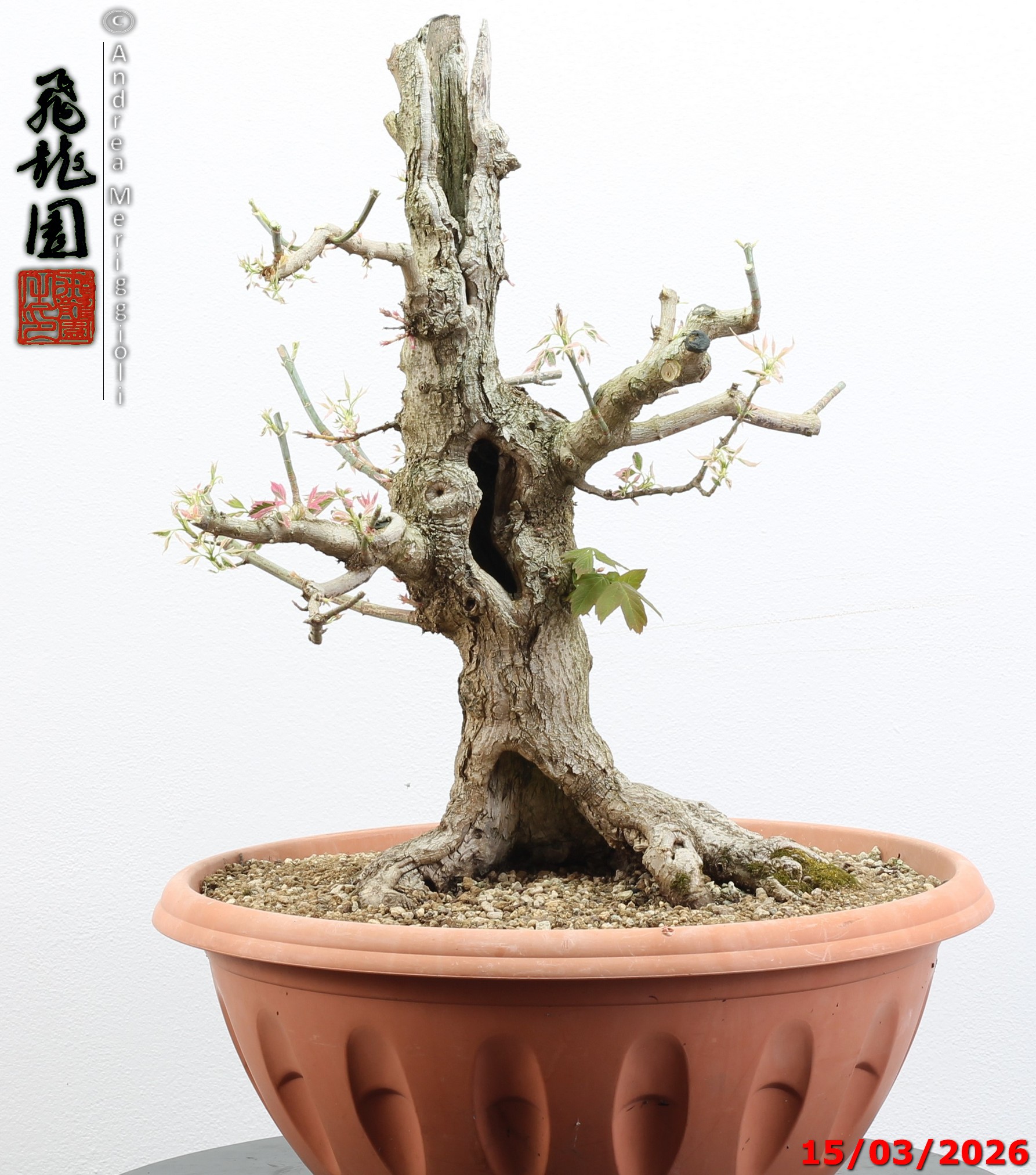 Acer negundo "variegato"