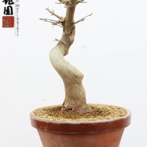 Acer buergerianum shohin