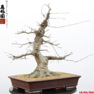 Acer palmatum