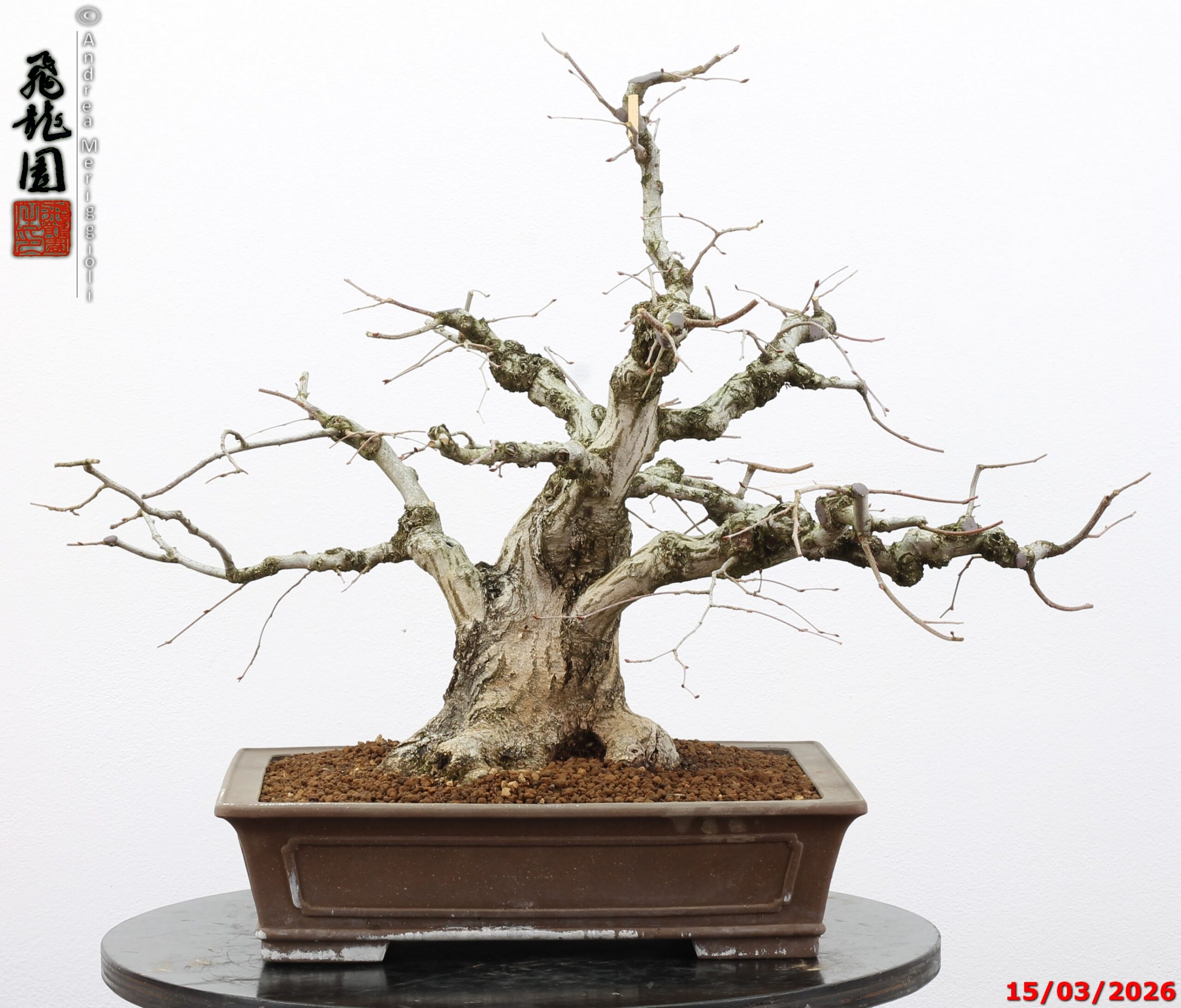 Carpinus turczaninowii - Image 14