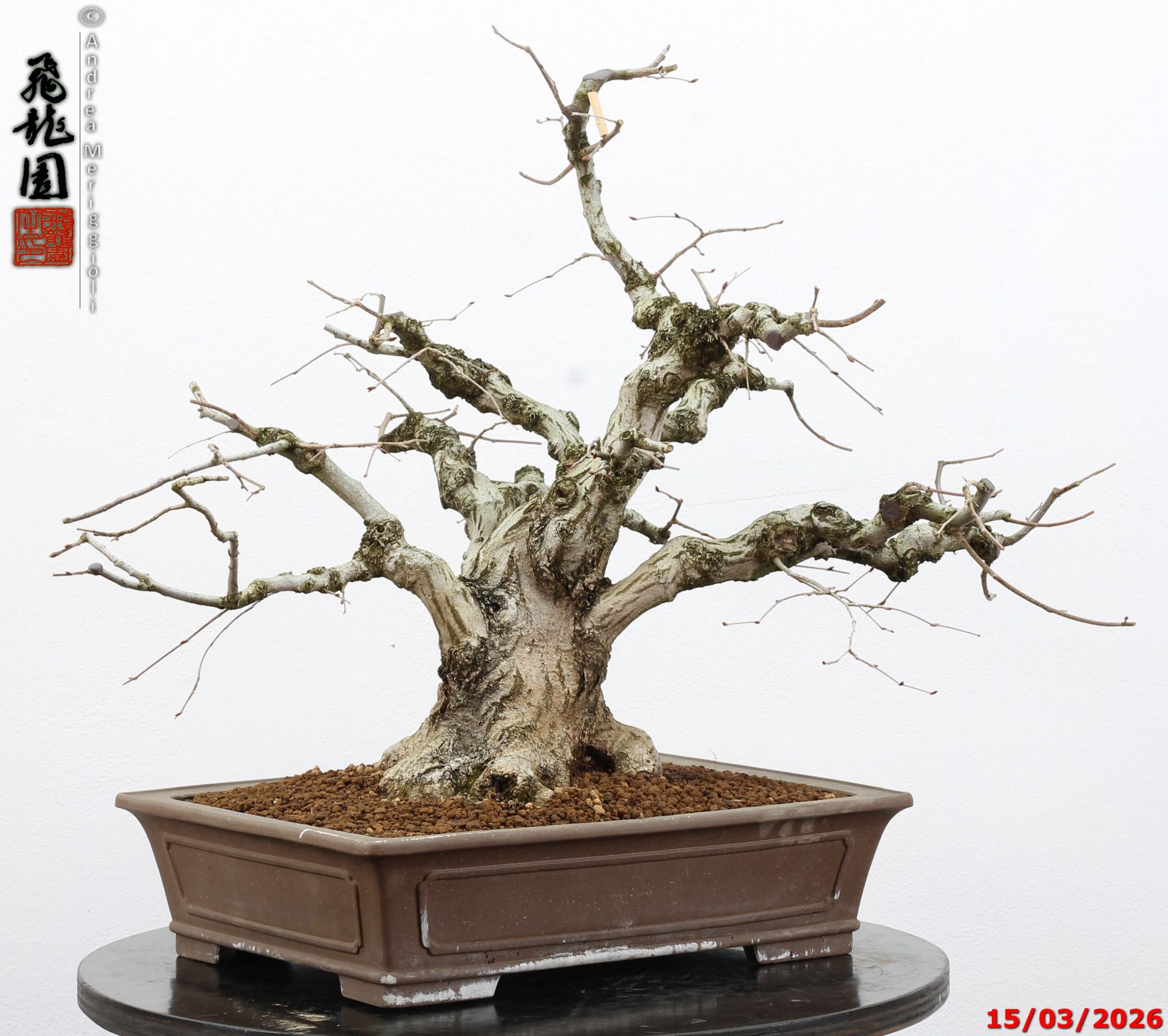 Carpinus turczaninowii - Image 13