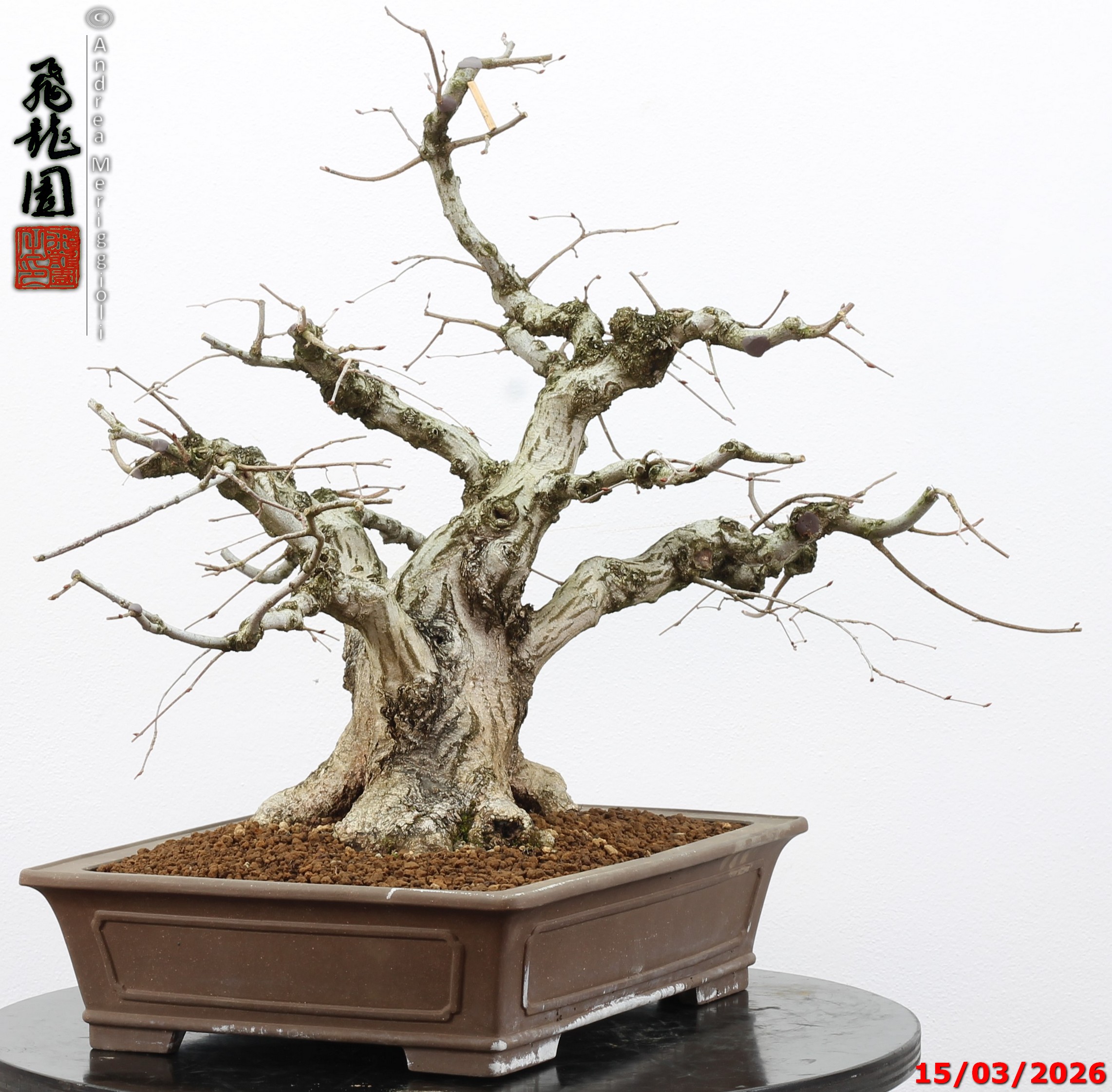 Carpinus turczaninowii - Image 12