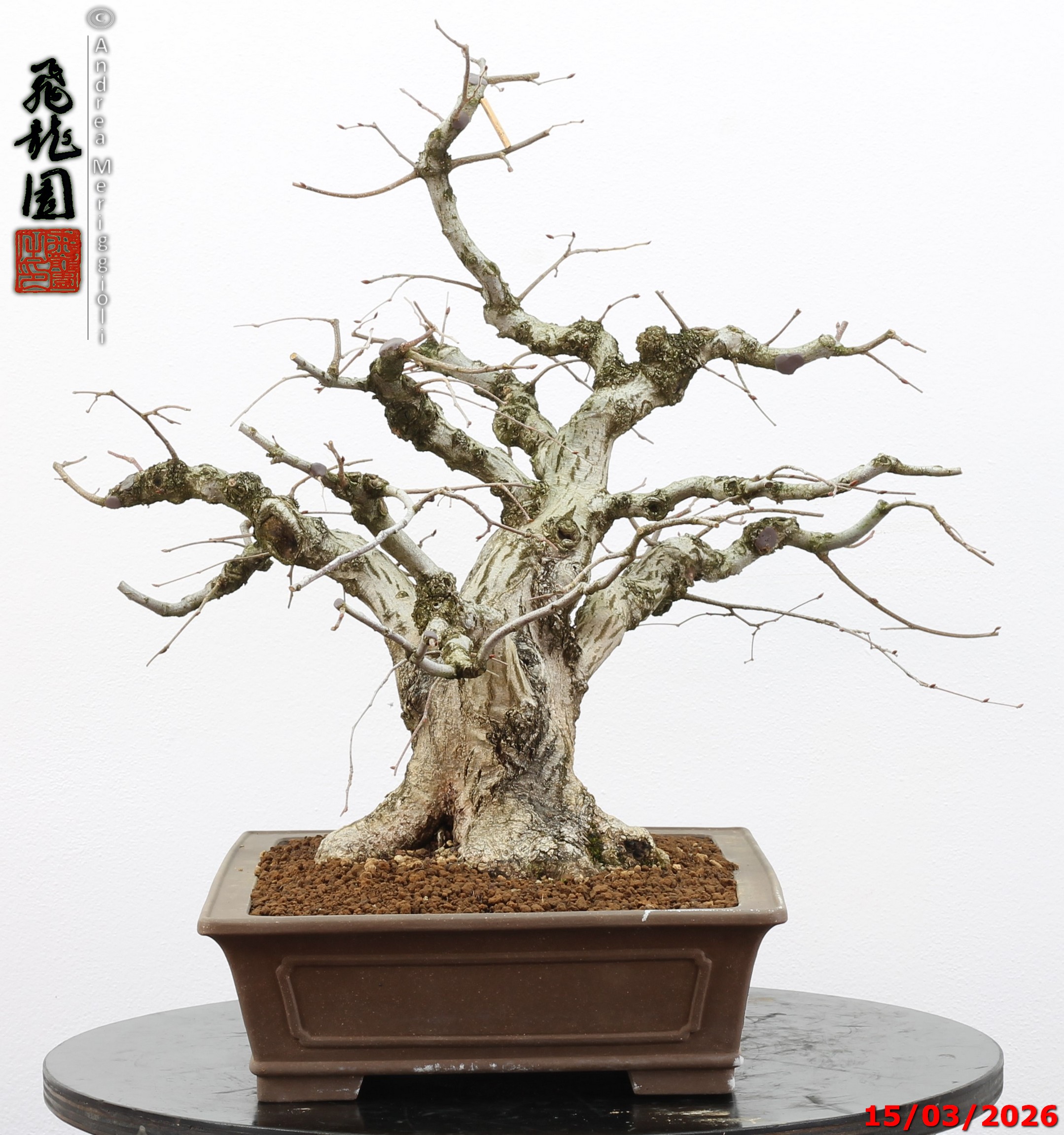 Carpinus turczaninowii - Image 11