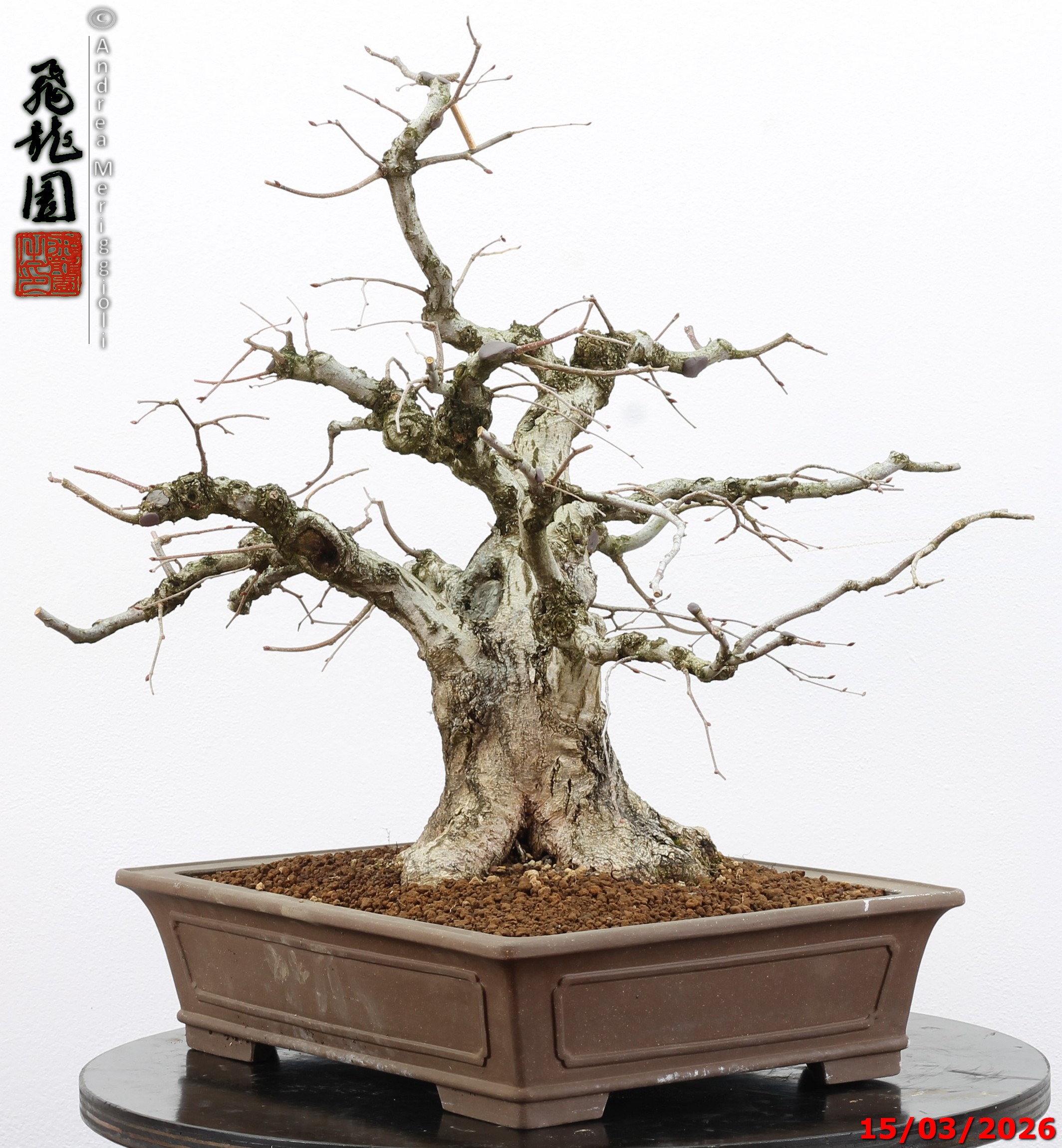 Carpinus turczaninowii - Image 10
