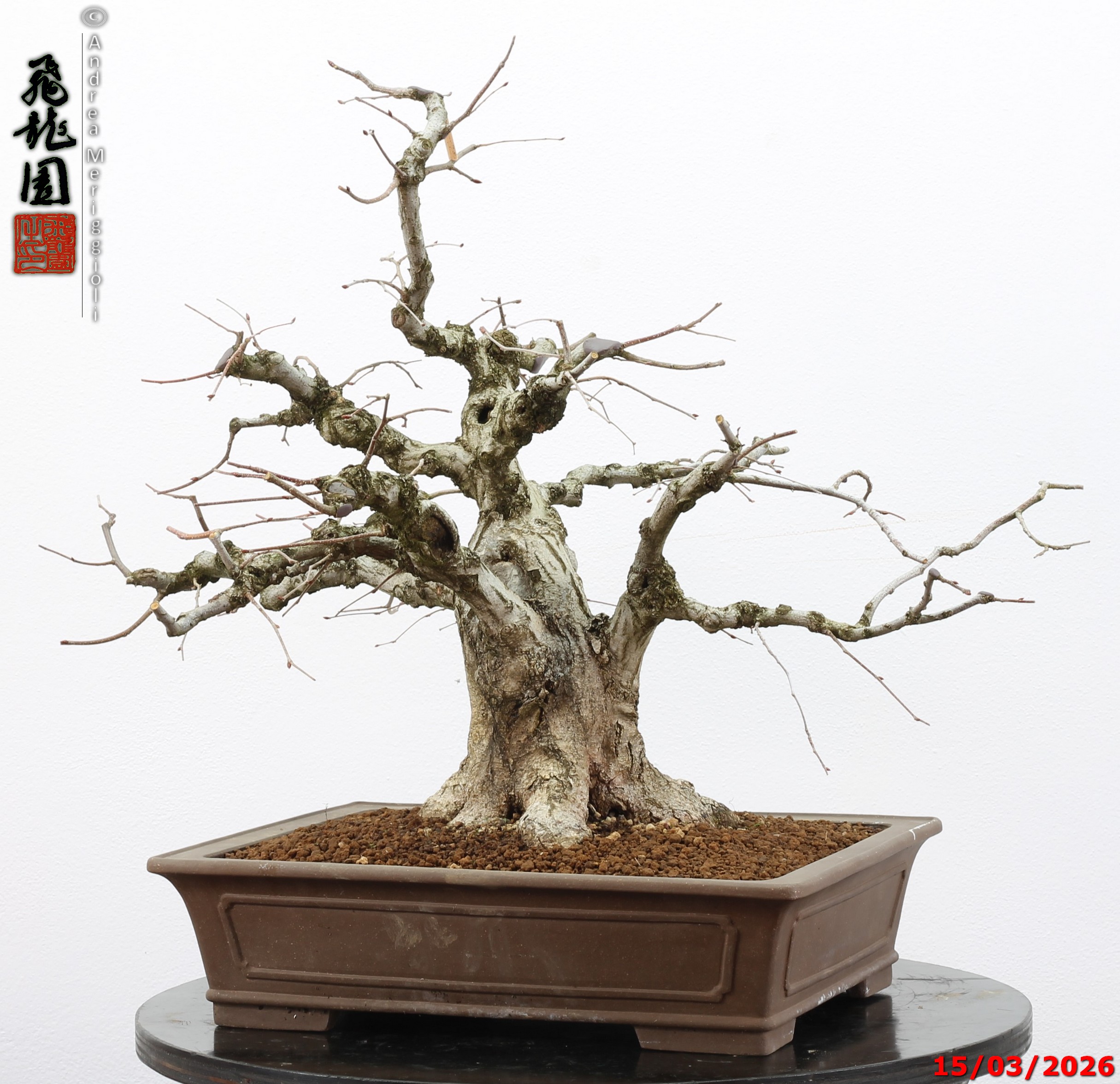Carpinus turczaninowii - Image 9