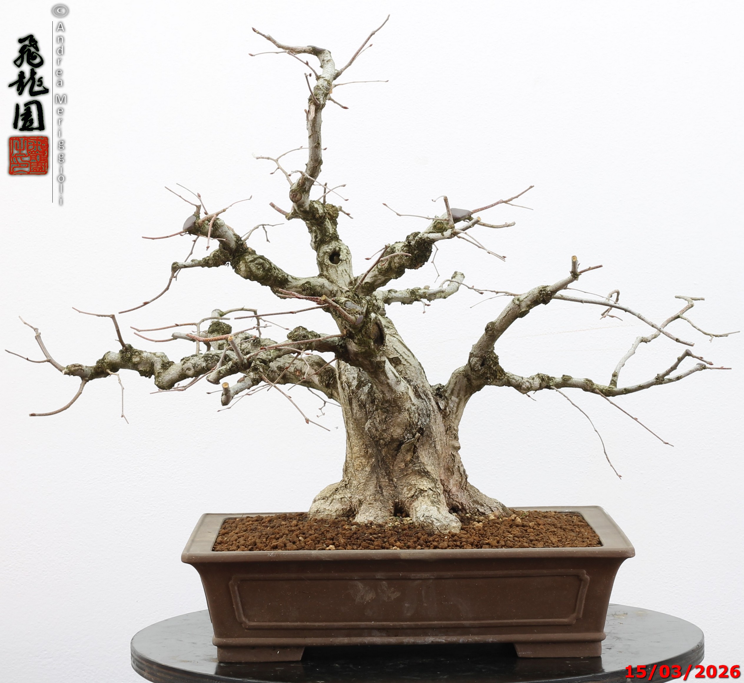 Carpinus turczaninowii - Image 8
