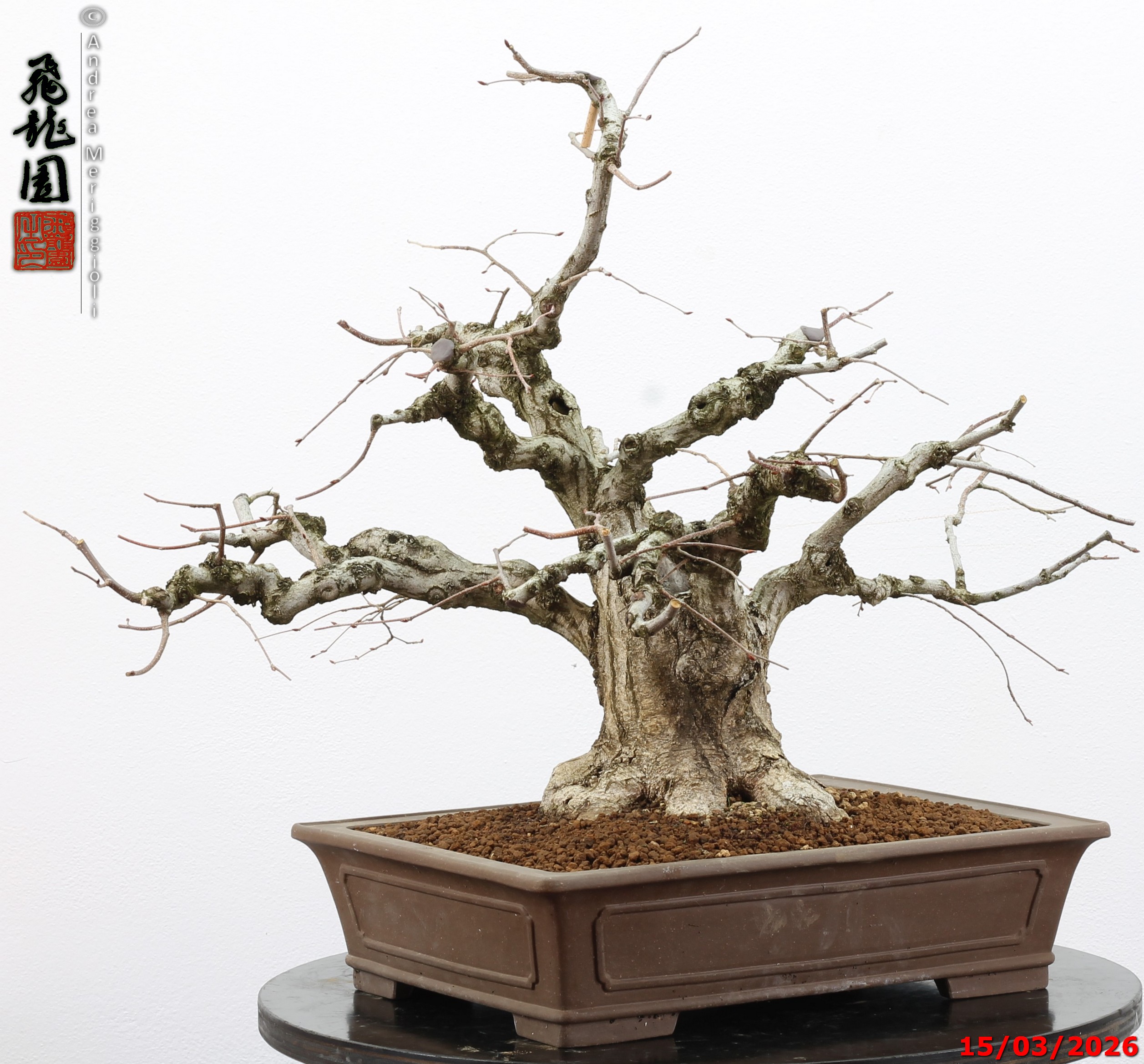 Carpinus turczaninowii - Image 7