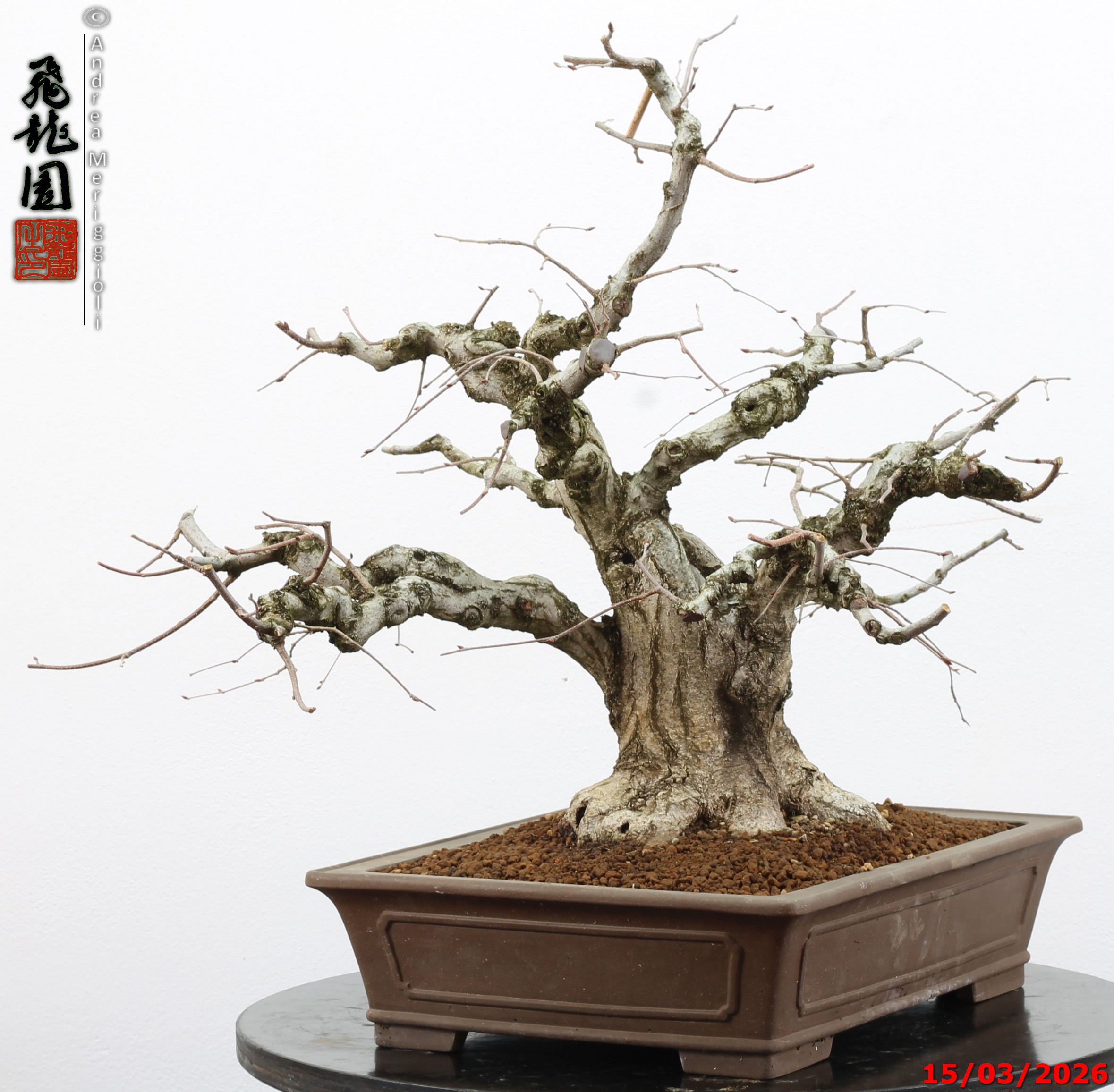 Carpinus turczaninowii - Image 6
