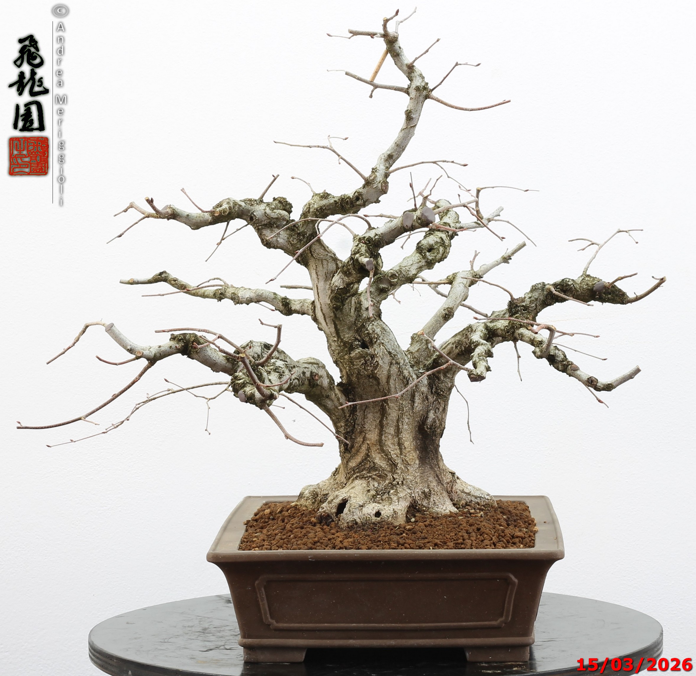 Carpinus turczaninowii - Image 5
