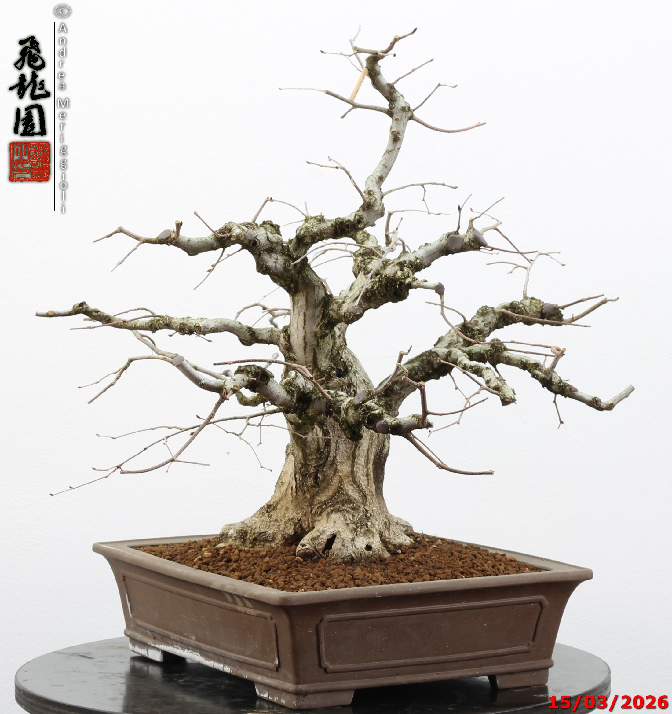 Carpinus turczaninowii - Image 4