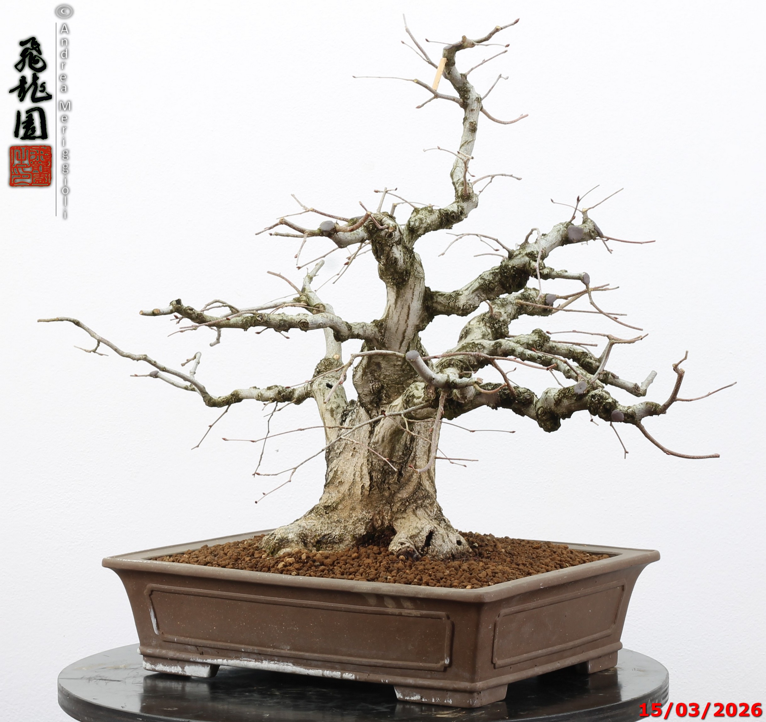 Carpinus turczaninowii - Image 3