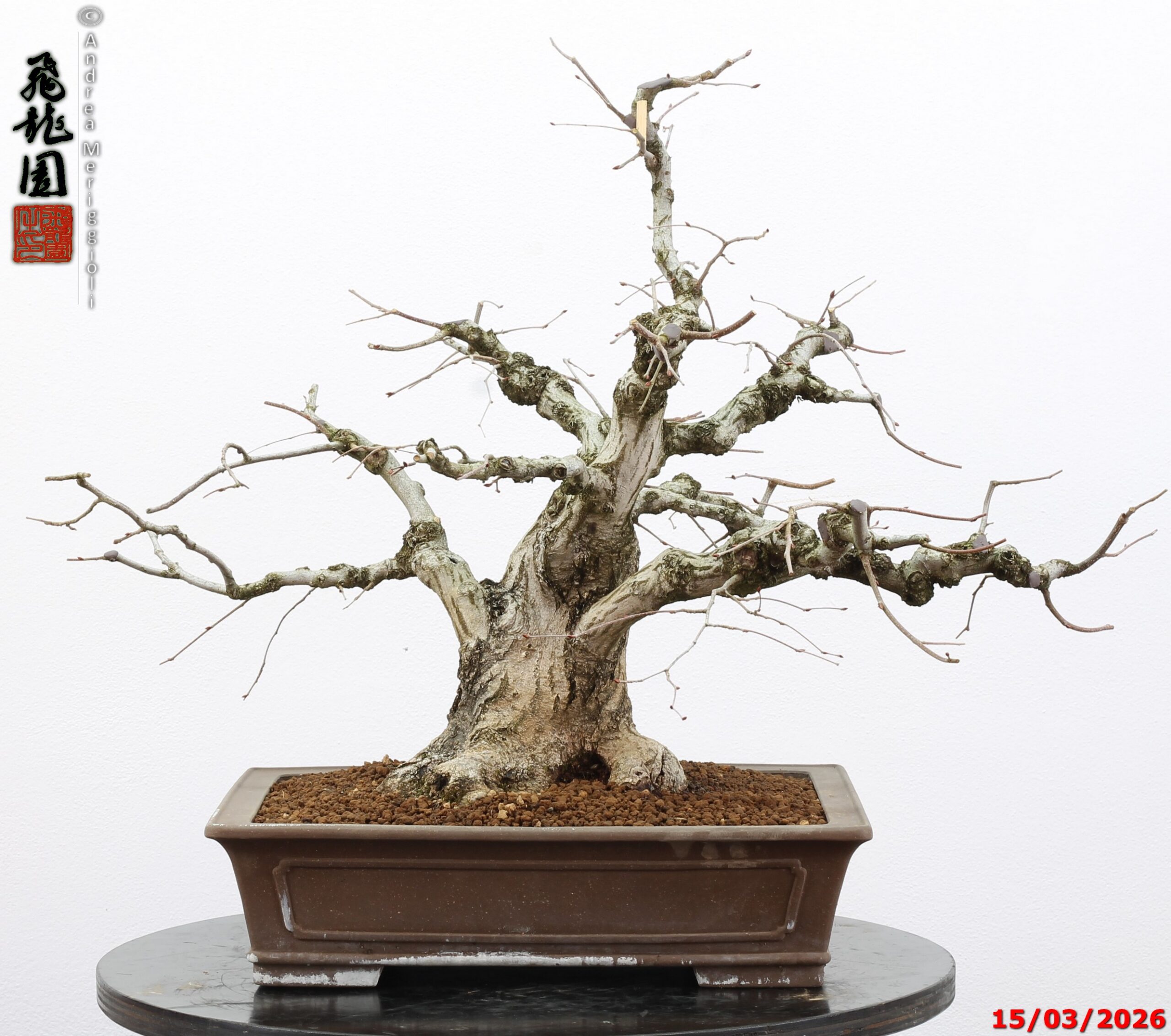 Carpinus turczaninowii - Image 2