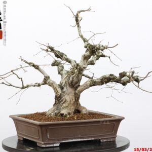 Carpinus turczaninowii