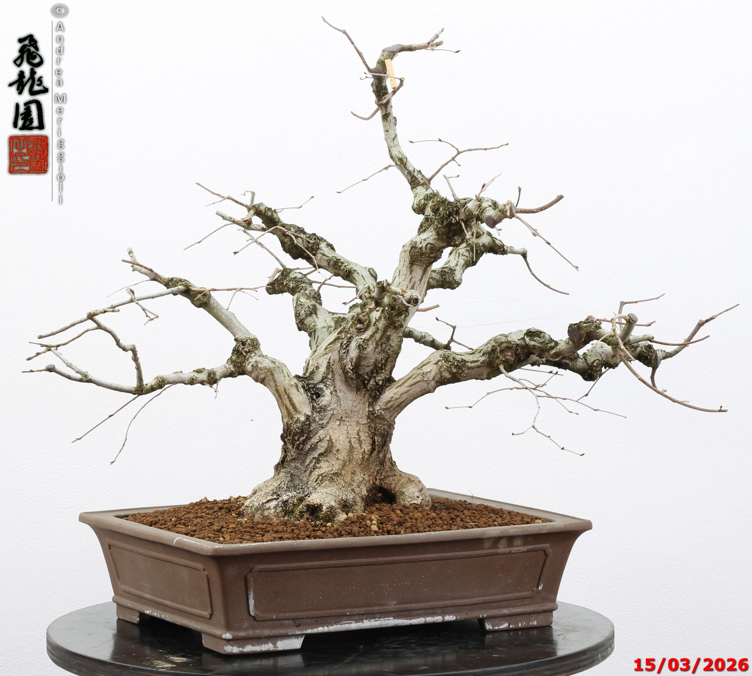 Carpinus turczaninowii