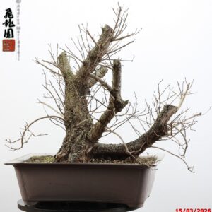 Continus coggygria "royal purple"