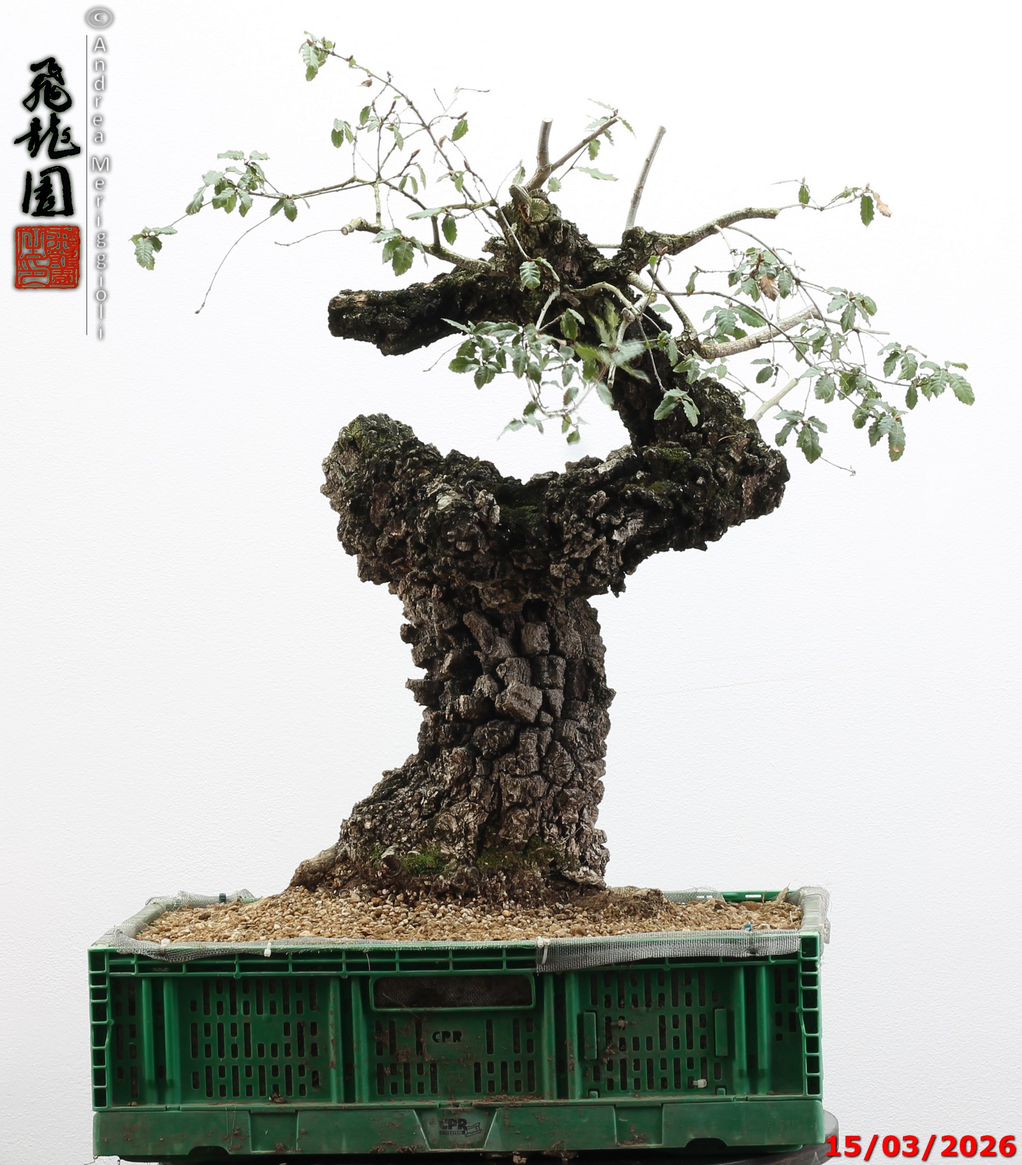 Quercus cerris - Image 10