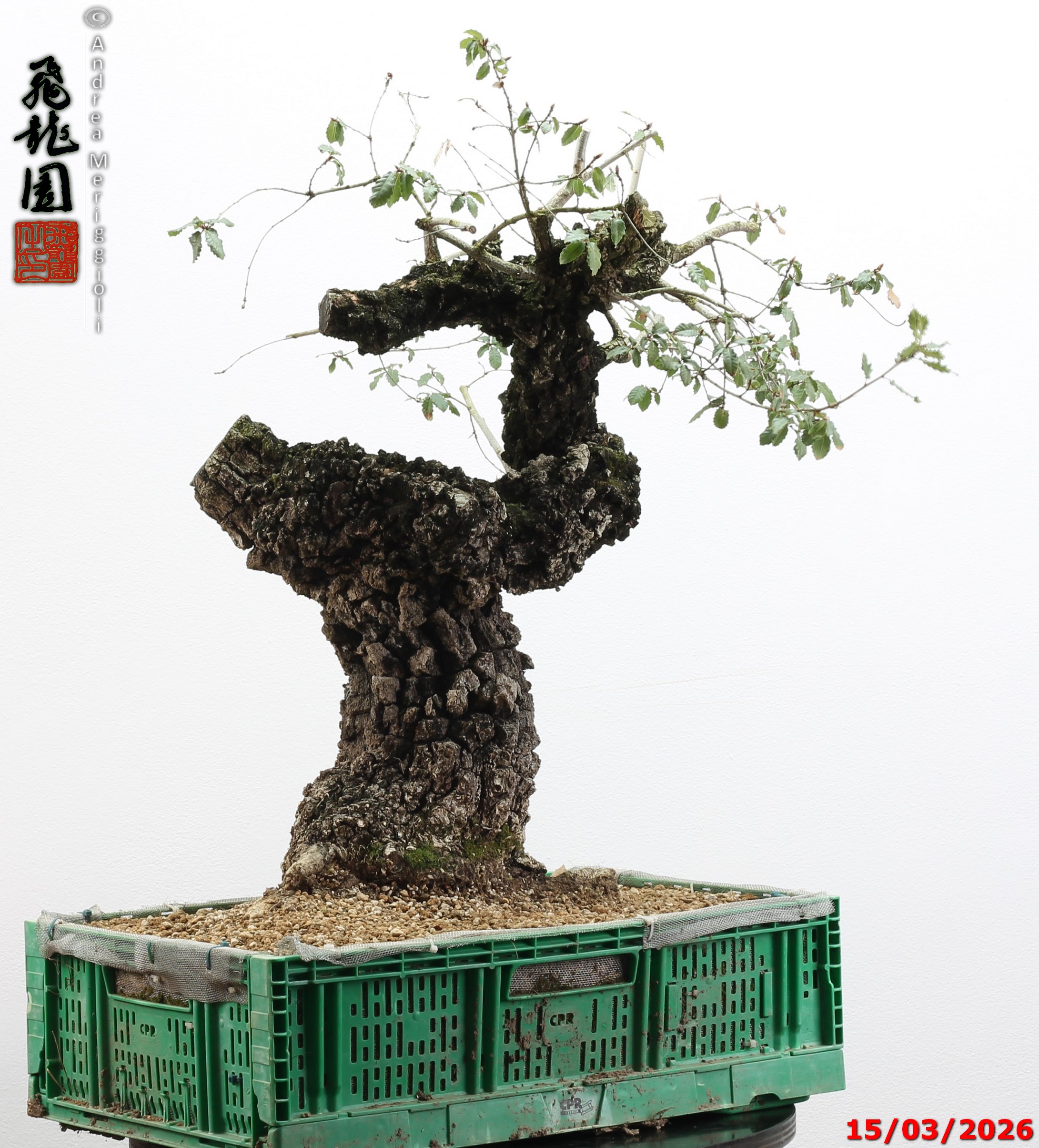 Quercus cerris - Image 8