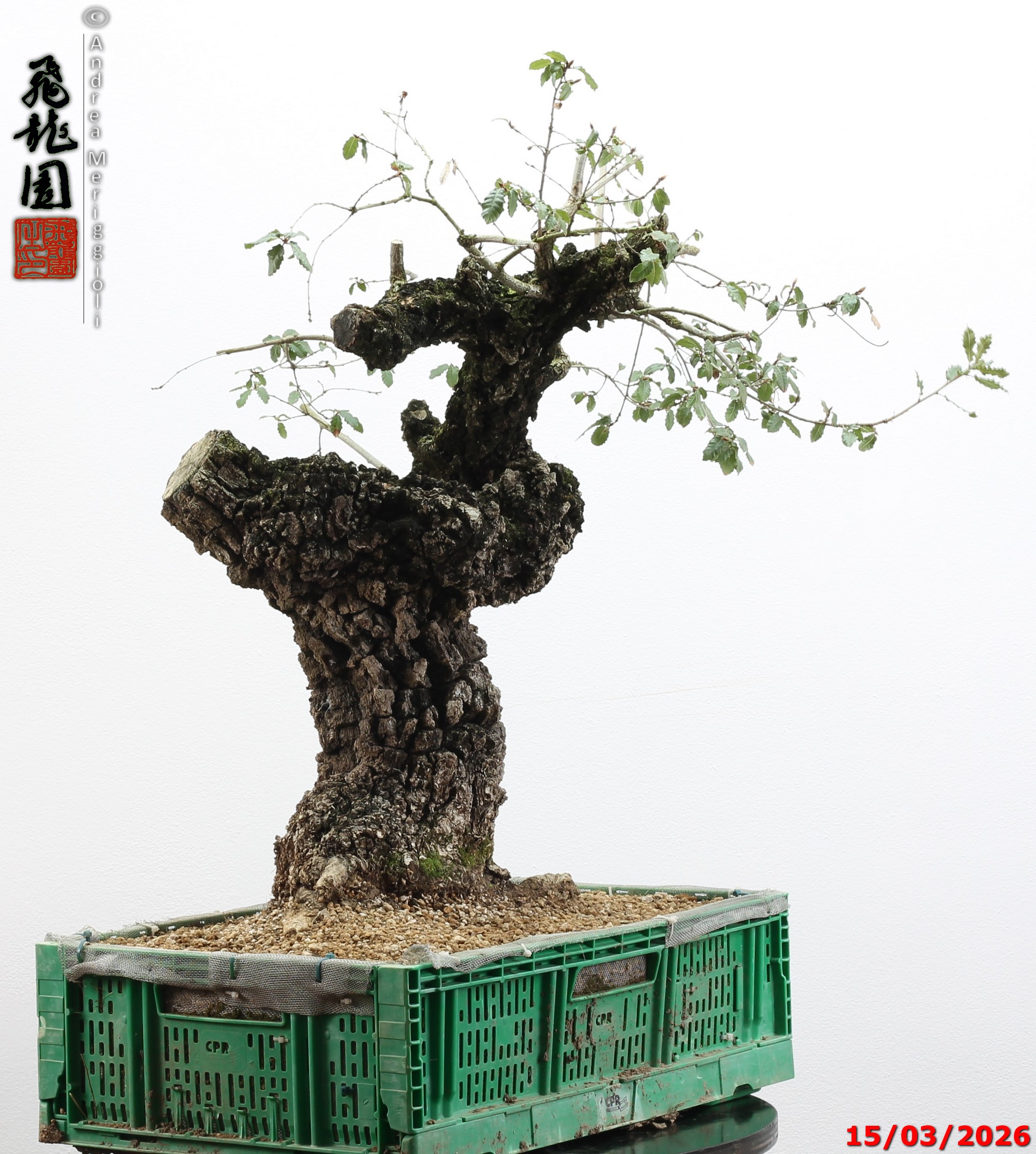 Quercus cerris - Image 7