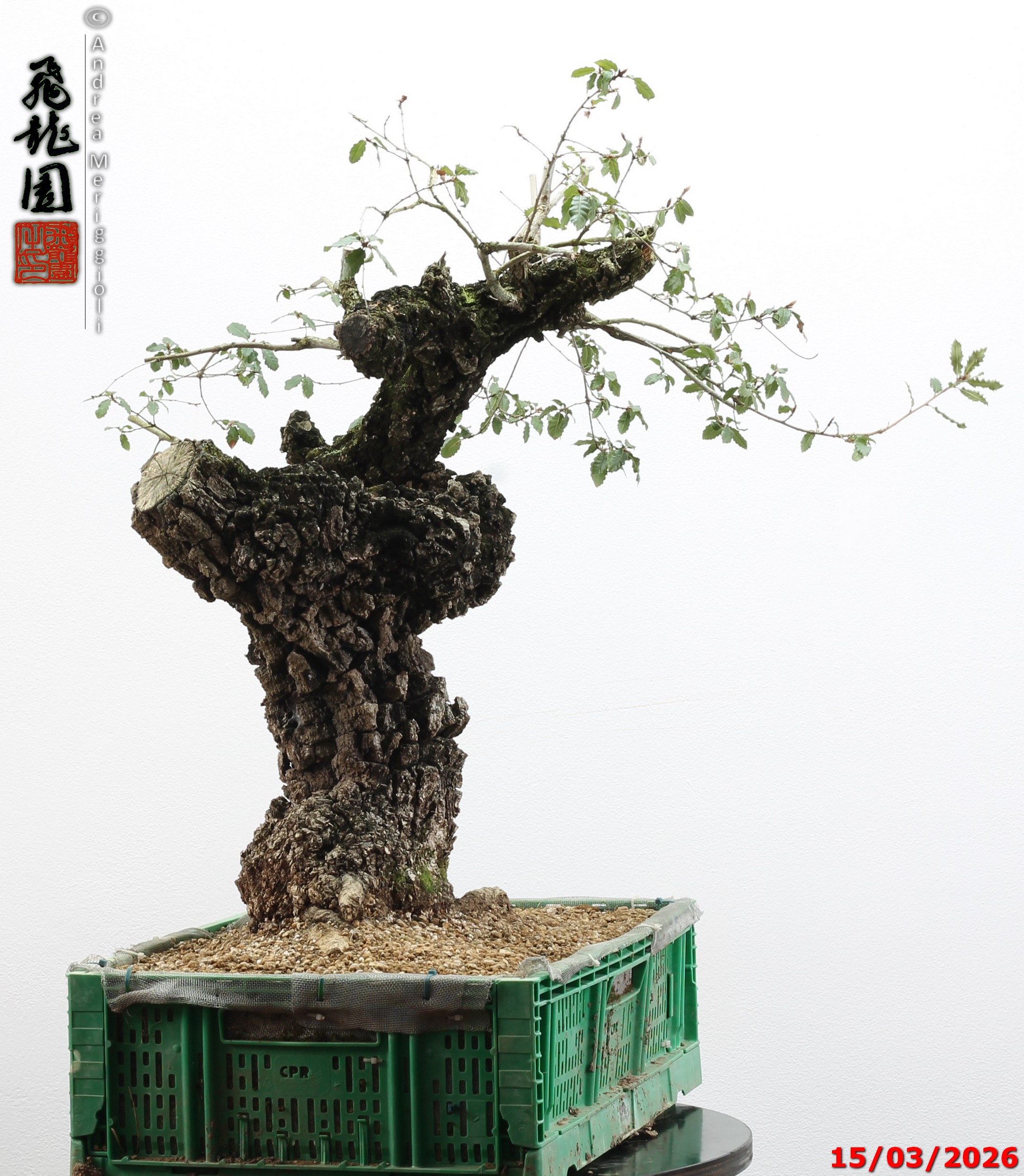 Quercus cerris - Image 6