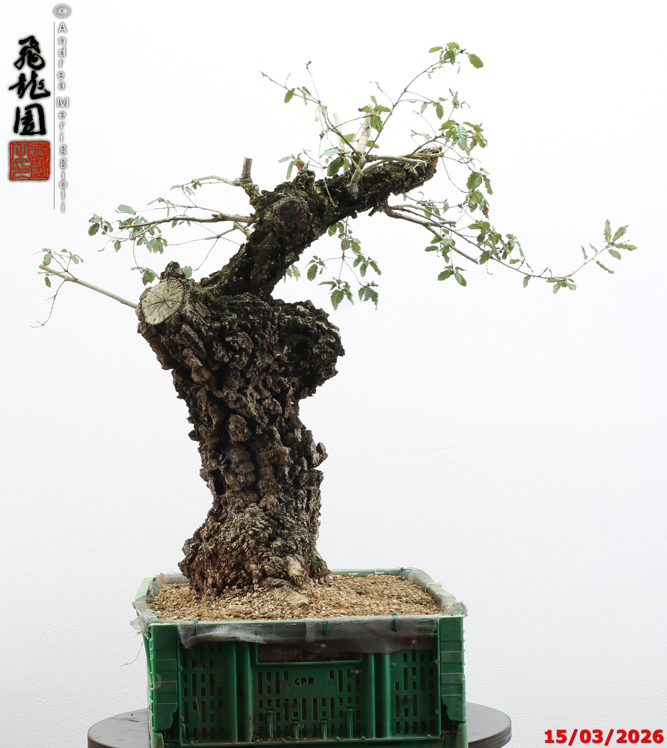Quercus cerris - Image 5