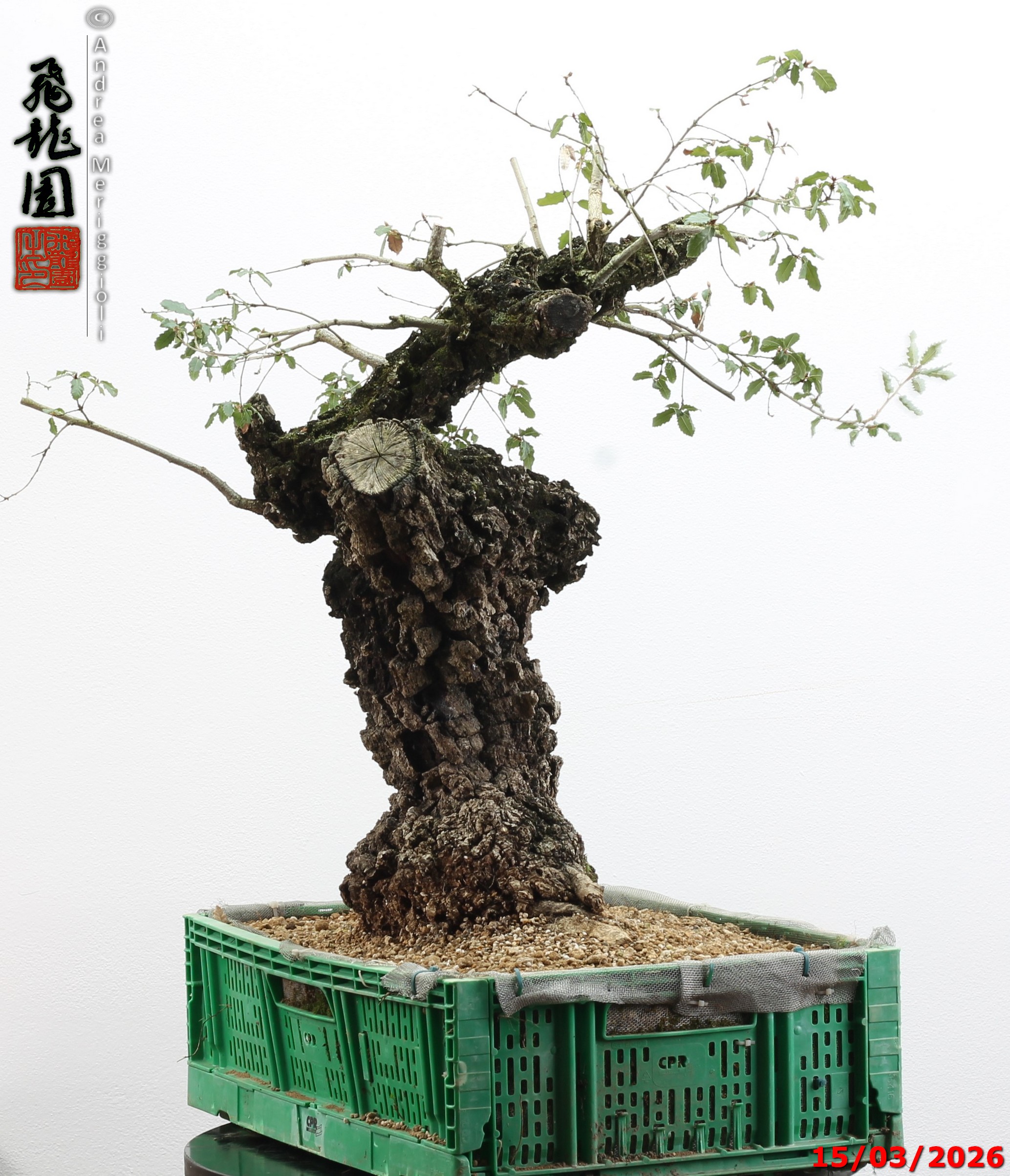 Quercus cerris - Image 4