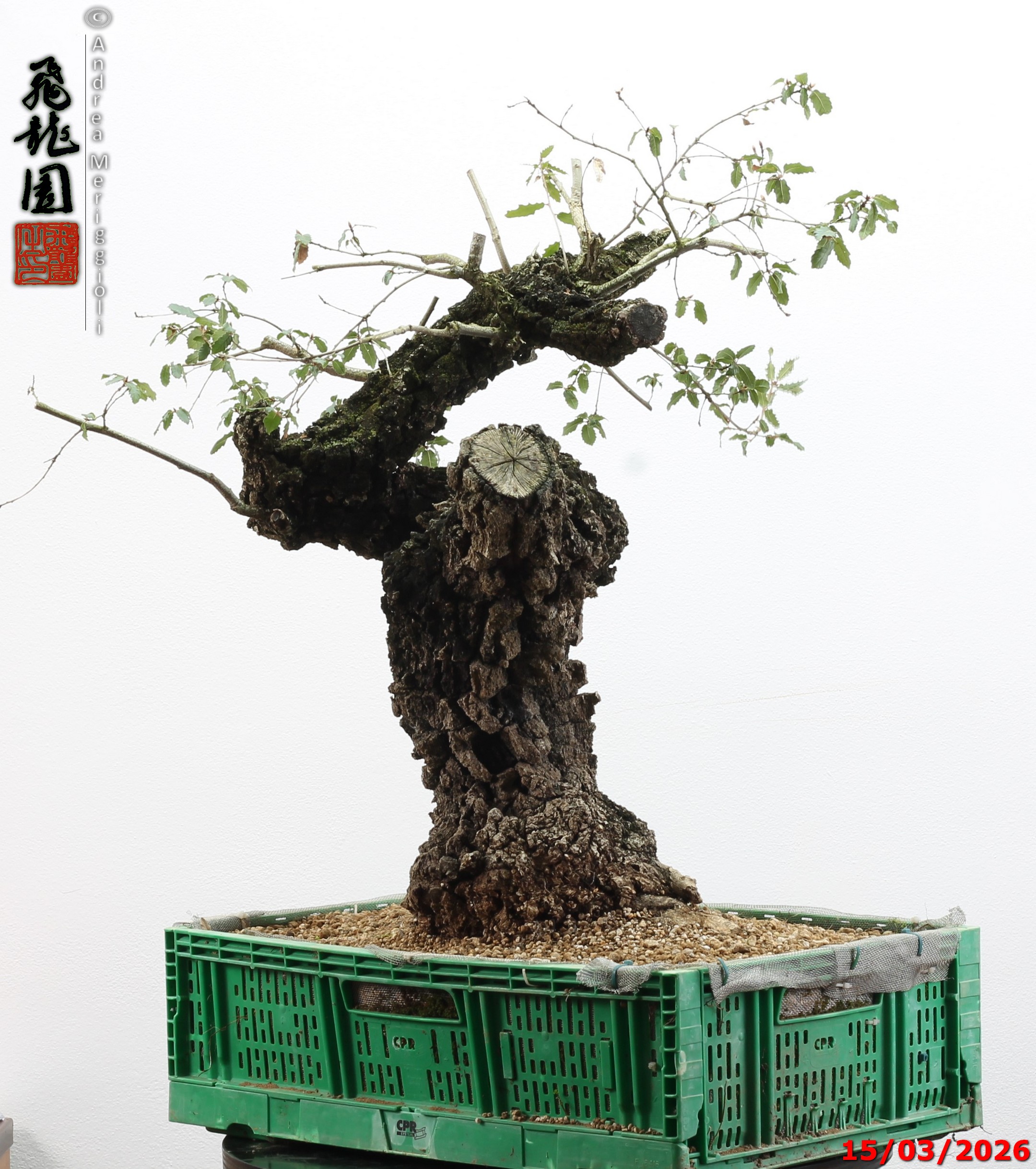 Quercus cerris - Image 3