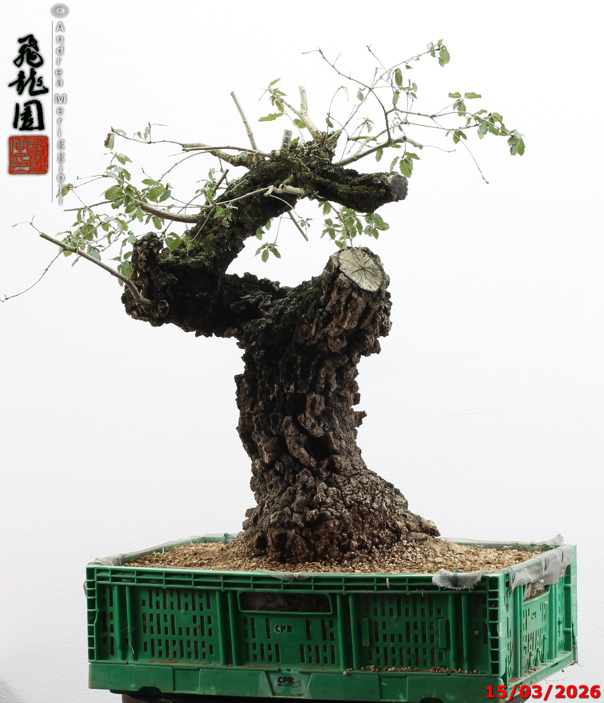 Quercus cerris - Image 2