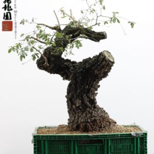 Quercus cerris