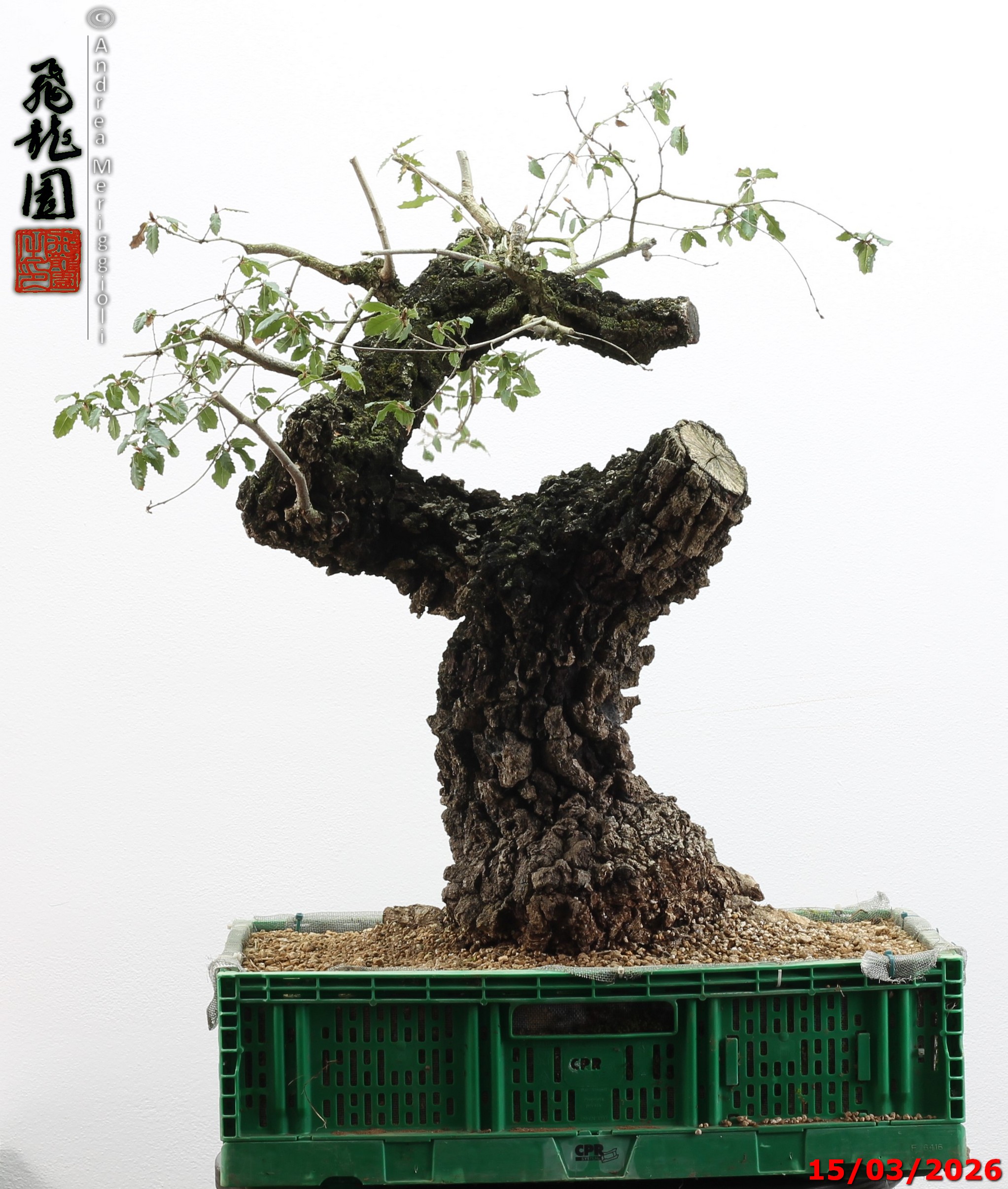 Quercus cerris