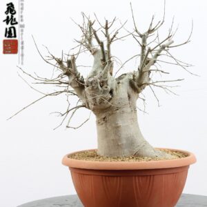 Celtis australis
