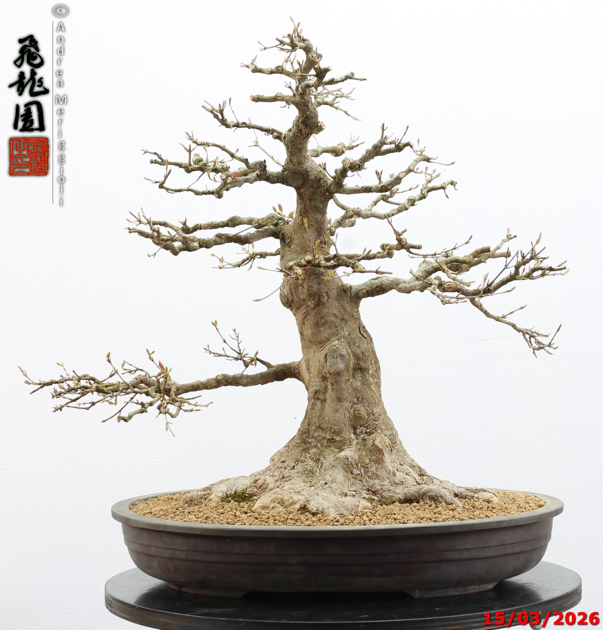 Acer buergerianum - immagine 14