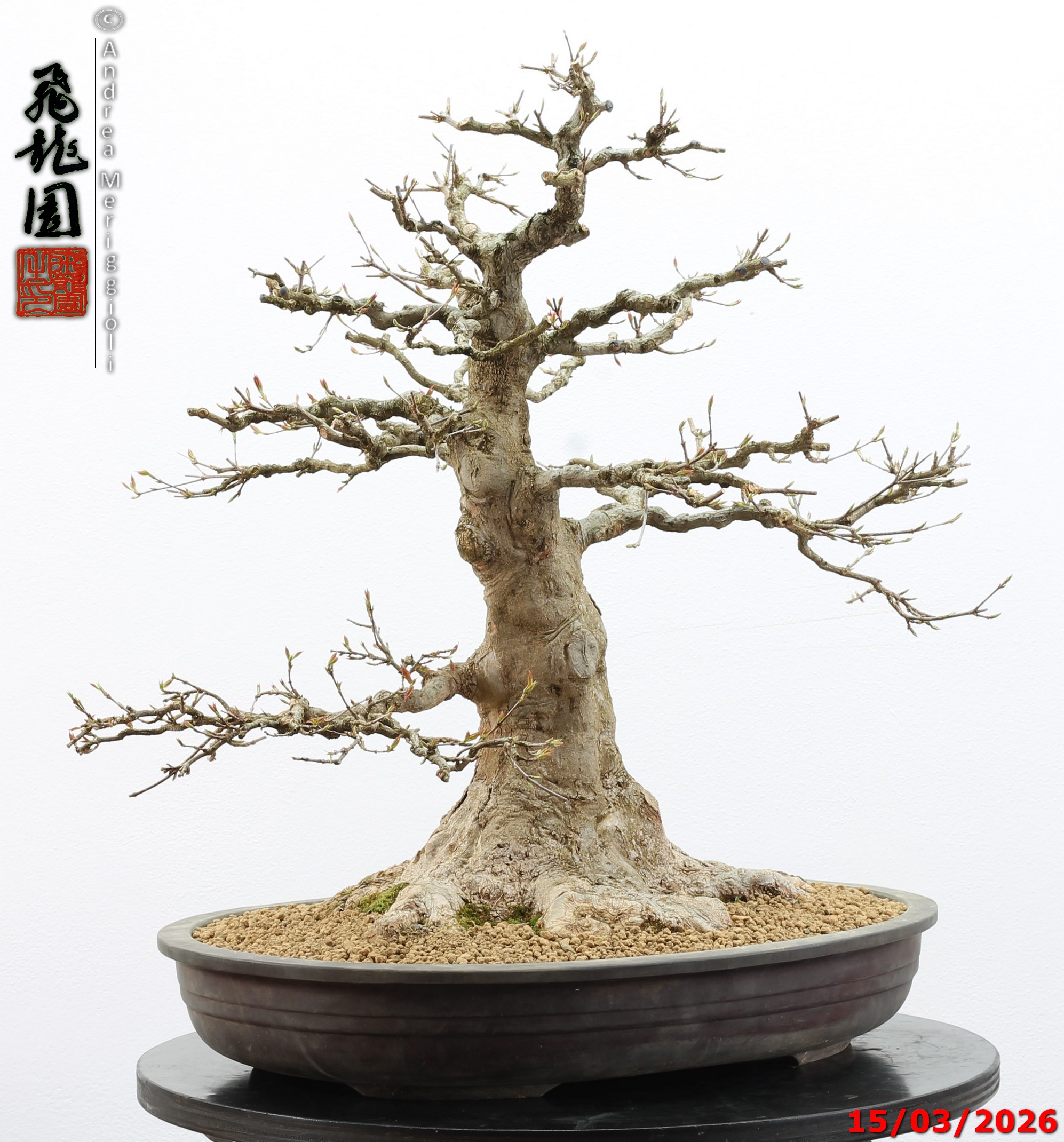 Acer buergerianum - immagine 13