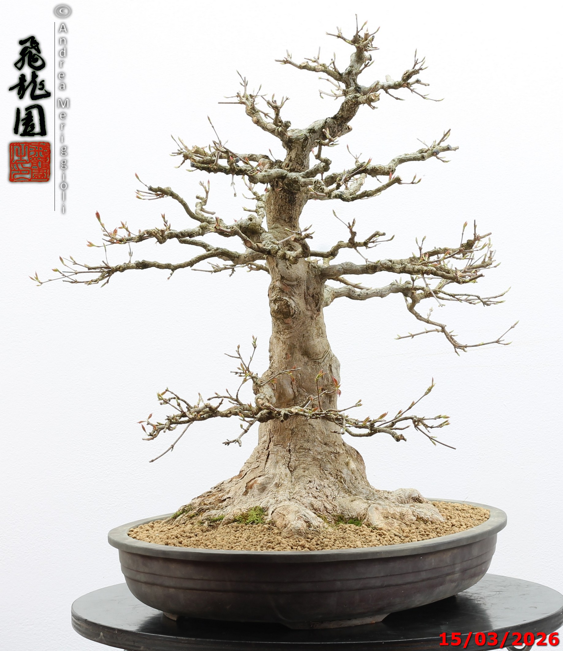 Acer buergerianum - immagine 12